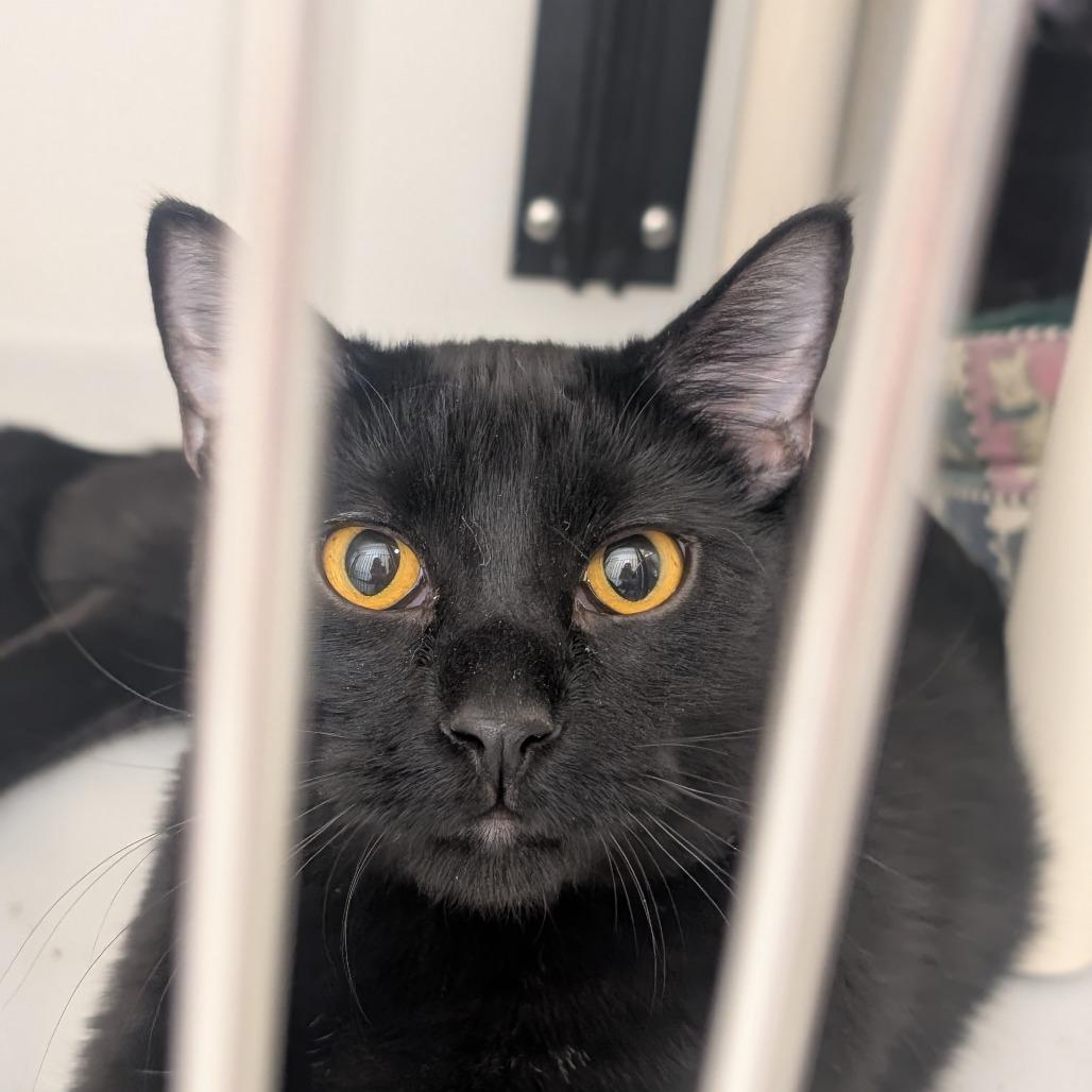 Oreo, an adoptable Domestic Short Hair in Ridgway, CO, 81432 | Photo Image 1