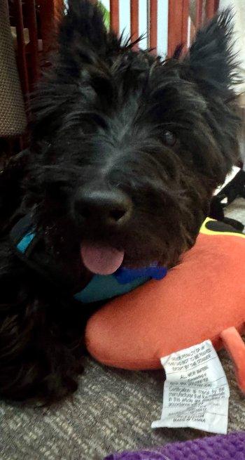 Fletcher thumbnail 4