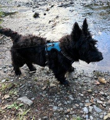 Fletcher thumbnail 5