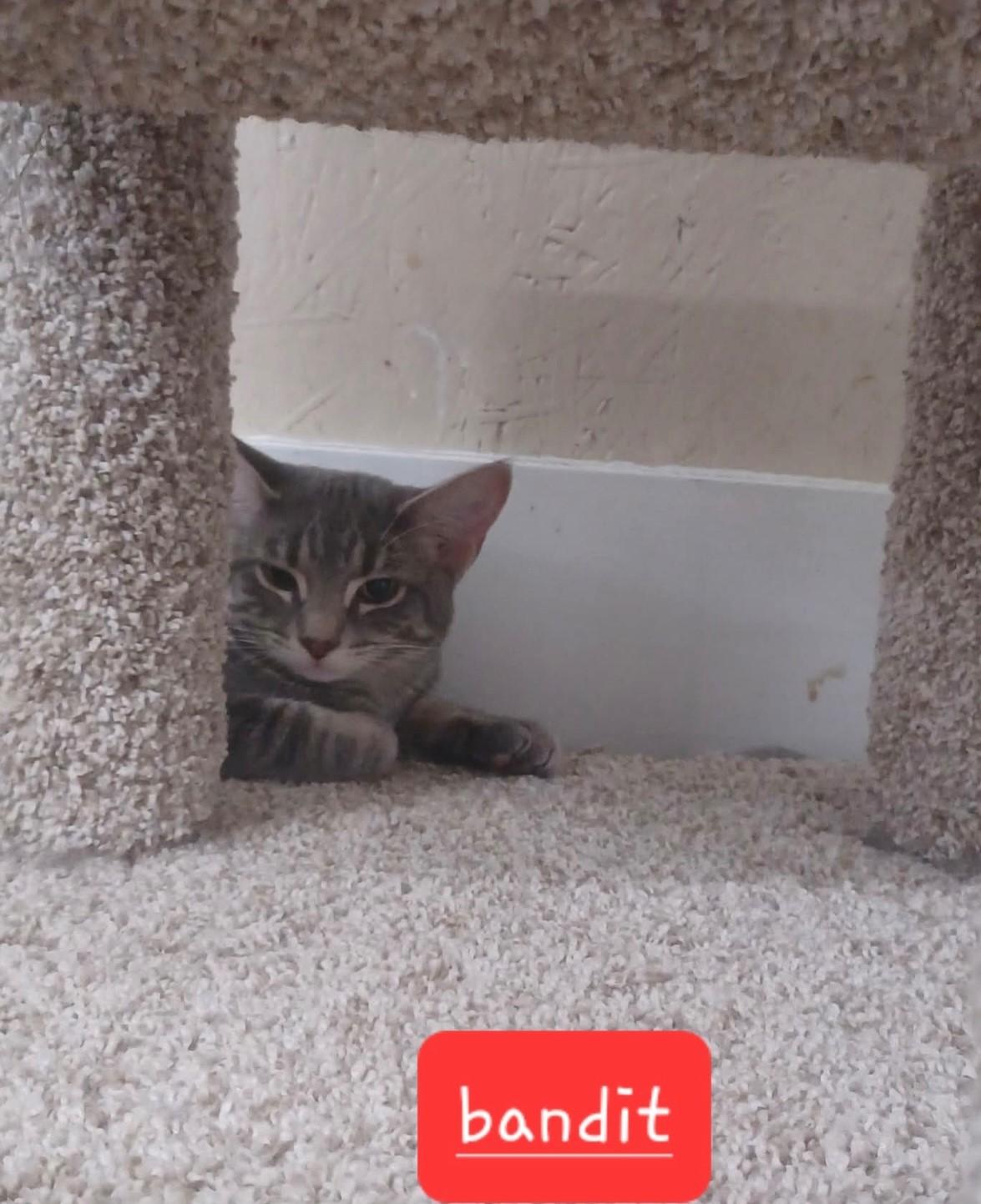 Bandit, Adoptable, Young Male Domestic Short Hair.