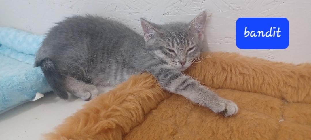 Bandit, a Adoptable Domestic Short Hair in Walworth, WI image 2/2