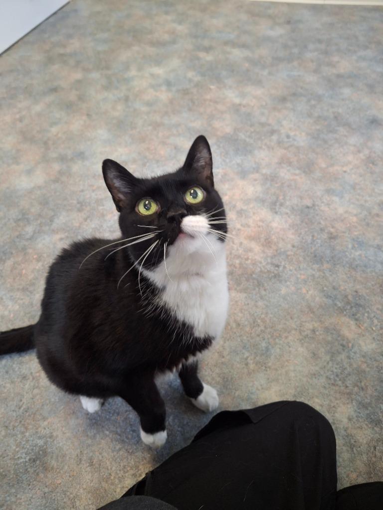 Sawyer, Adoptable, Senior Male Domestic Short Hair.