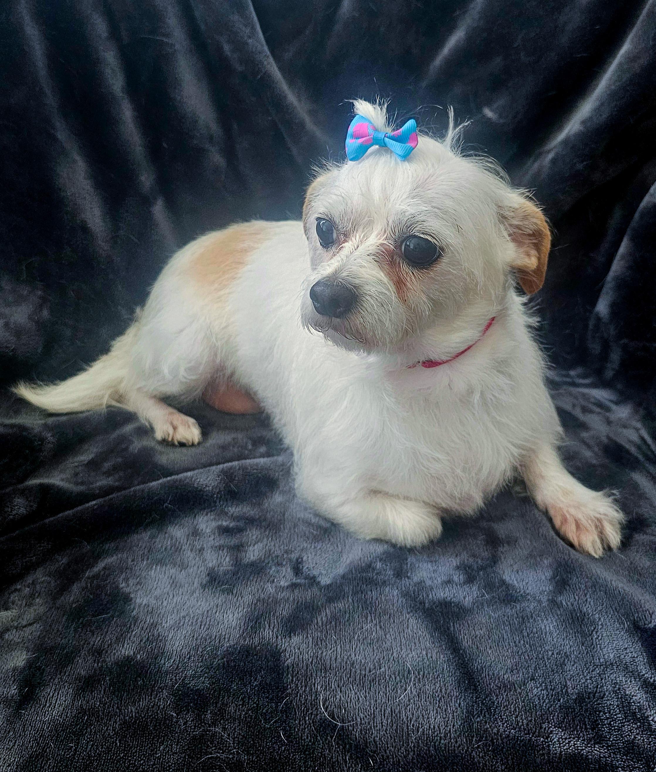 Sugar, Adult Female unknown