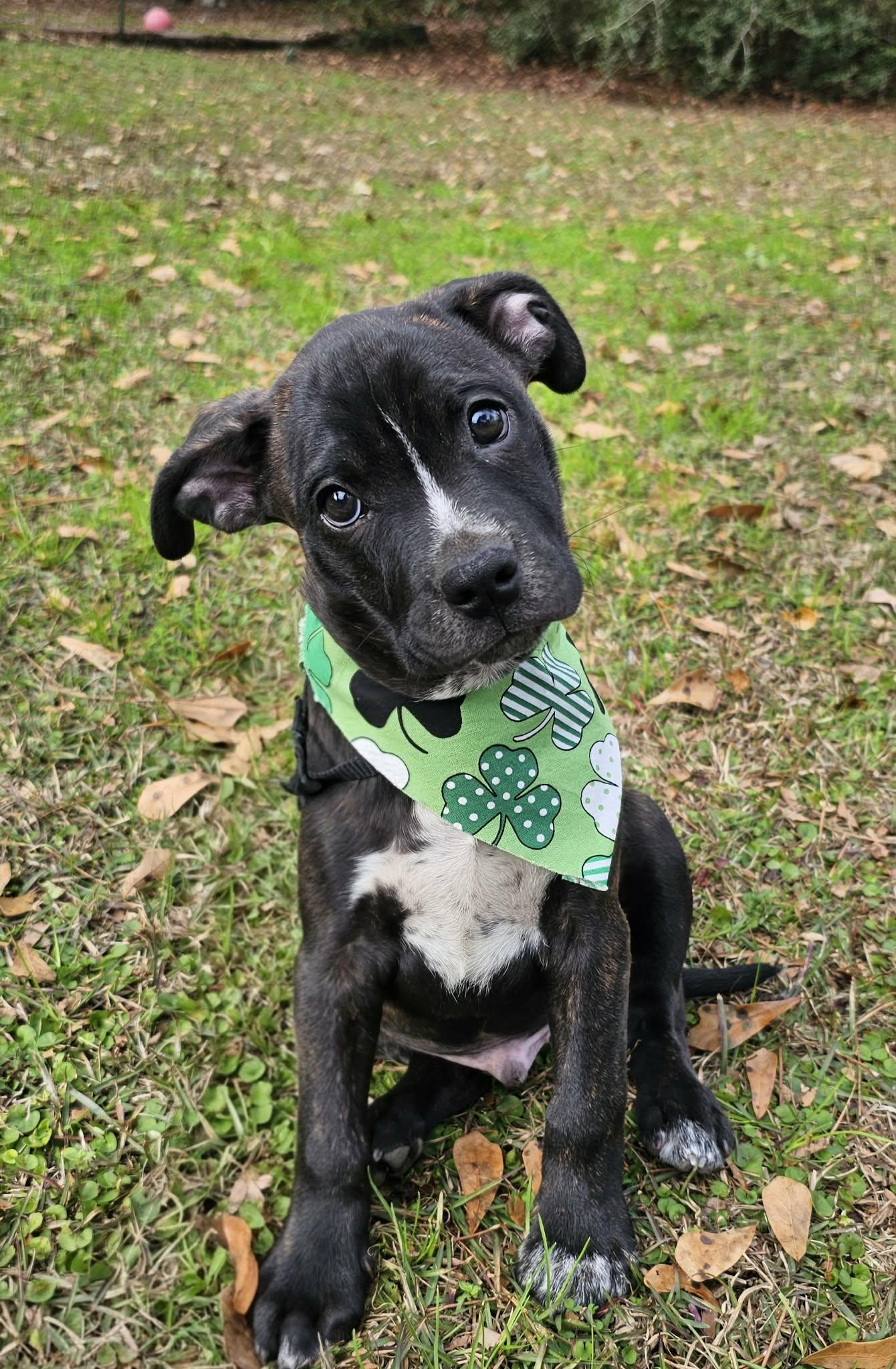 Enlarge Wilco , an adopted Mixed Breed in Argyle, NY image 3/6