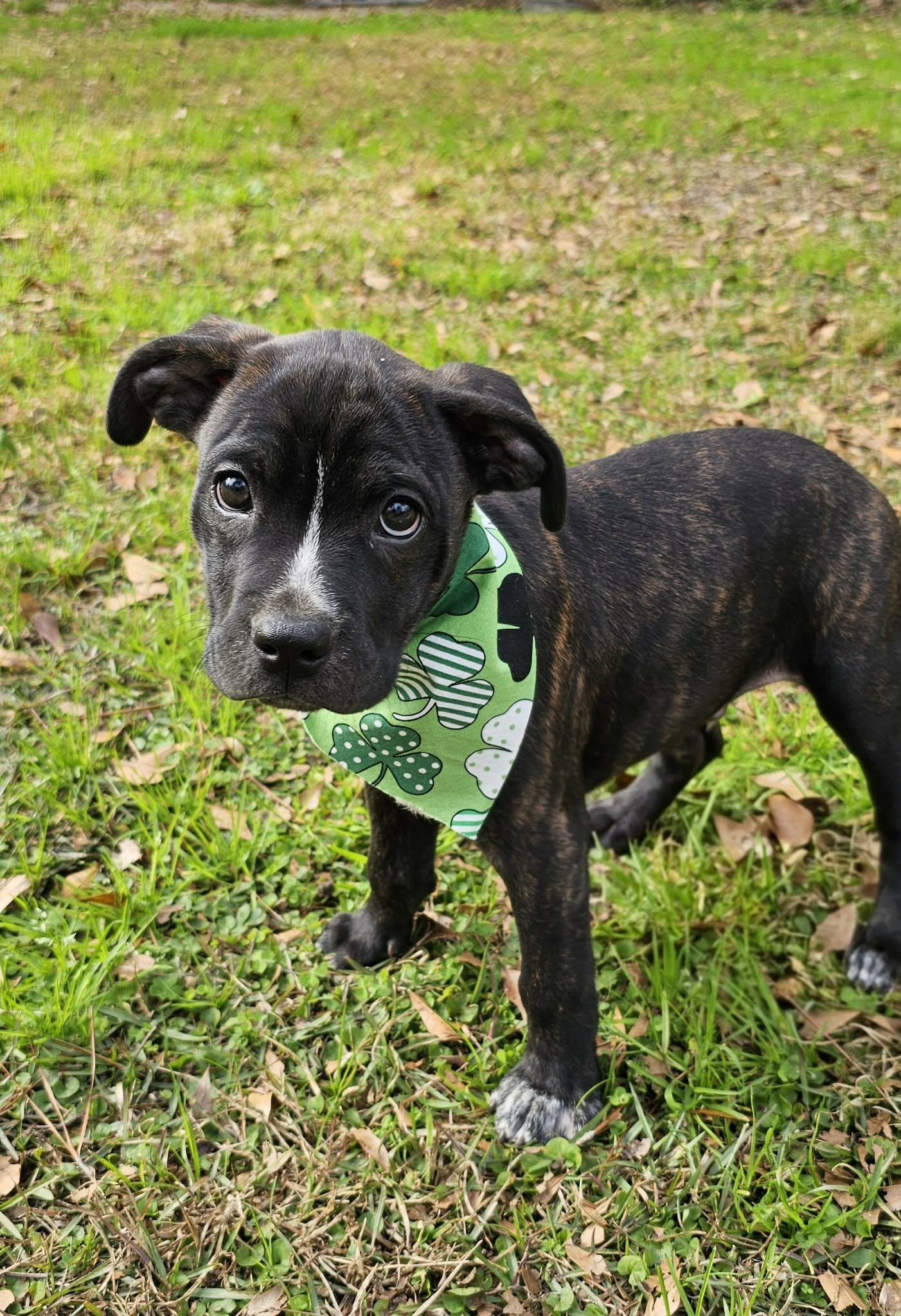 Enlarge Wilco , an adopted Mixed Breed in Argyle, NY image 2/6