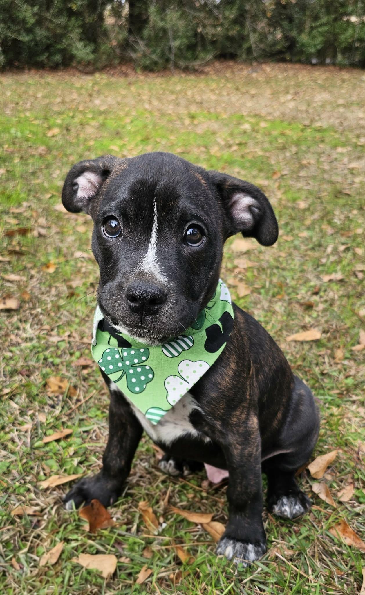 Enlarge Wilco , an adopted Mixed Breed in Argyle, NY image 5/6