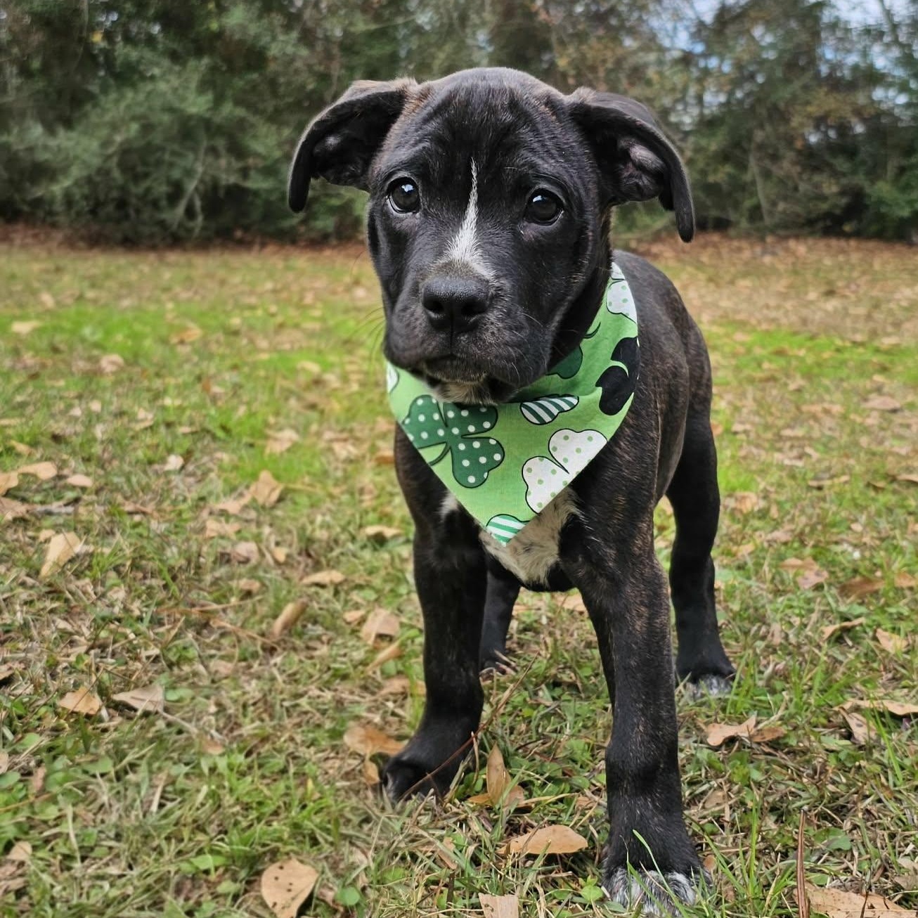Enlarge Wilco , an adopted Mixed Breed in Argyle, NY image 1/6