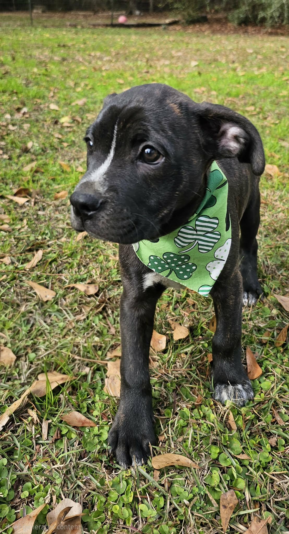 Enlarge Wilco , an adopted Mixed Breed in Argyle, NY image 4/6