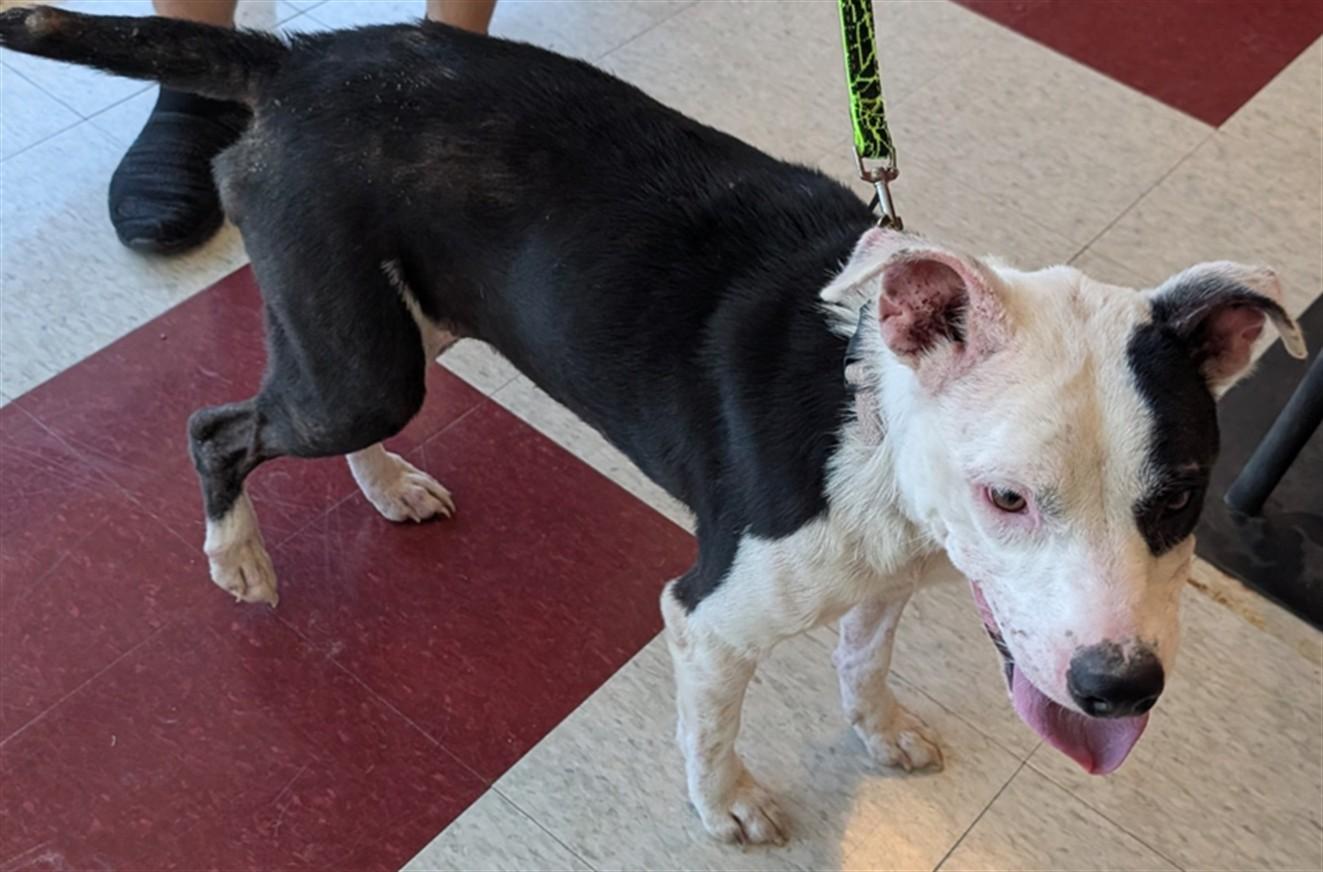 Stella A213057