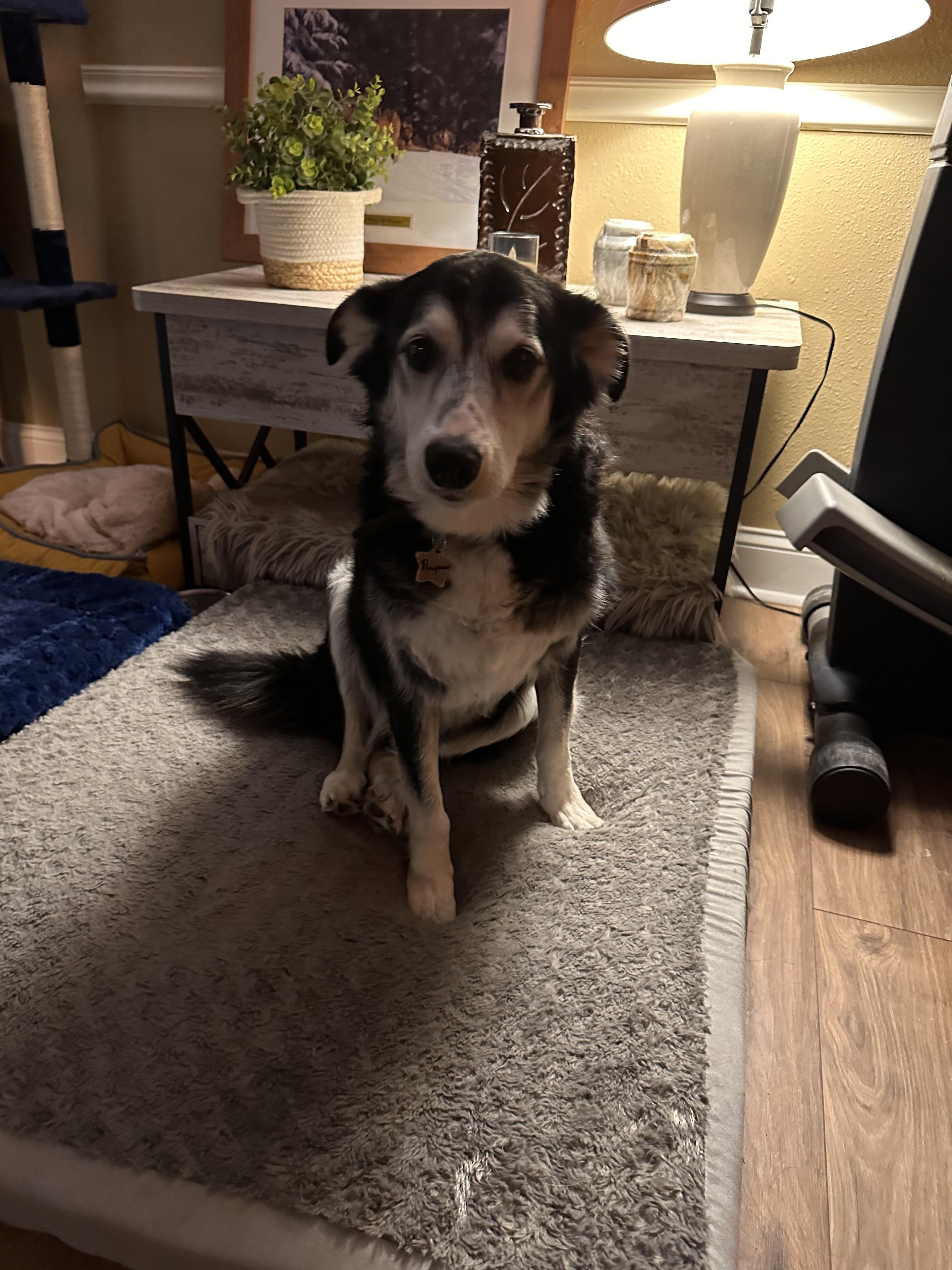 Enlarge ‘BC’, a Adopted Border Collie in Williston, ND image 2/4