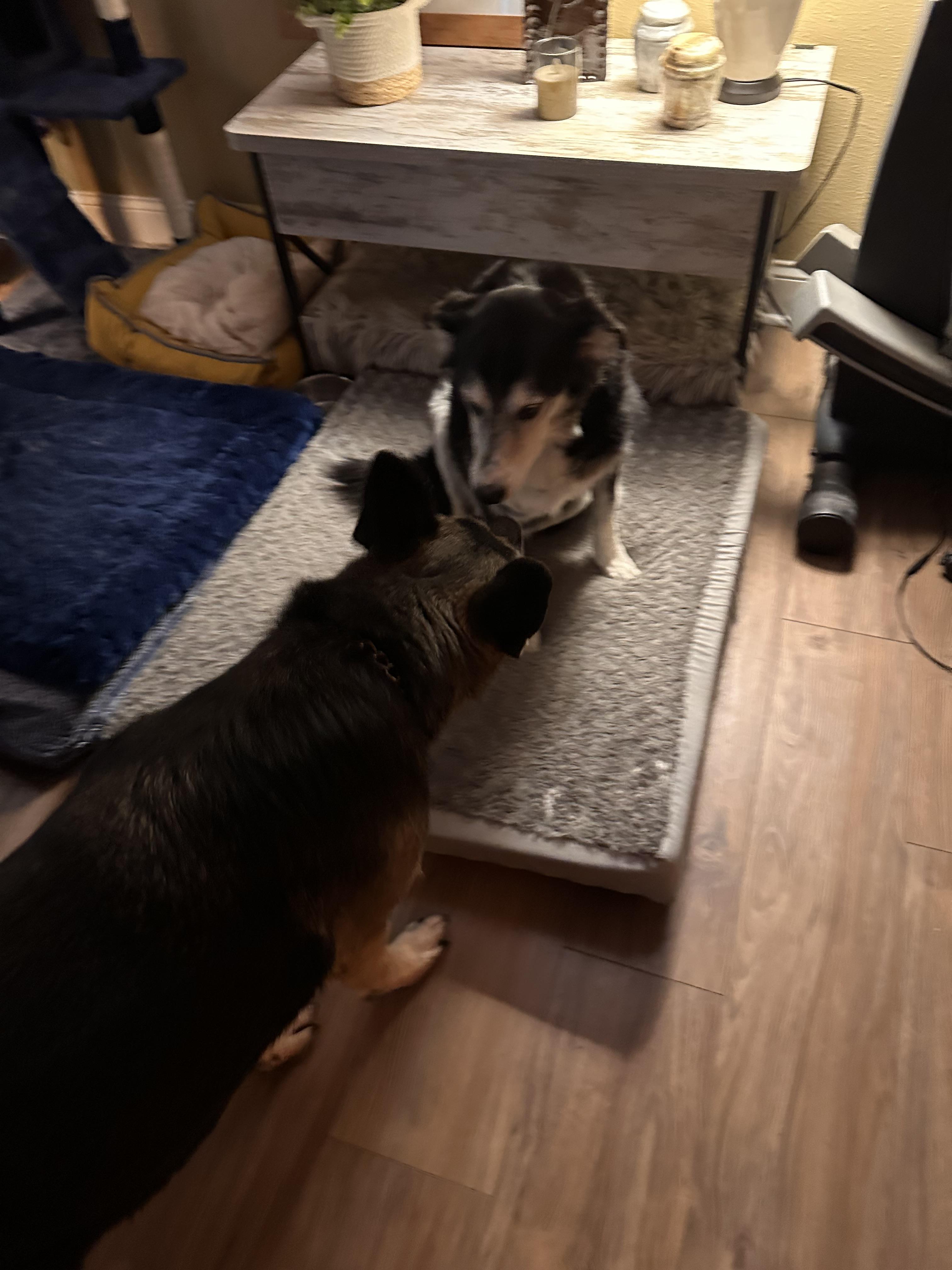 Enlarge ‘BC’, a Adopted Border Collie in Williston, ND image 3/4