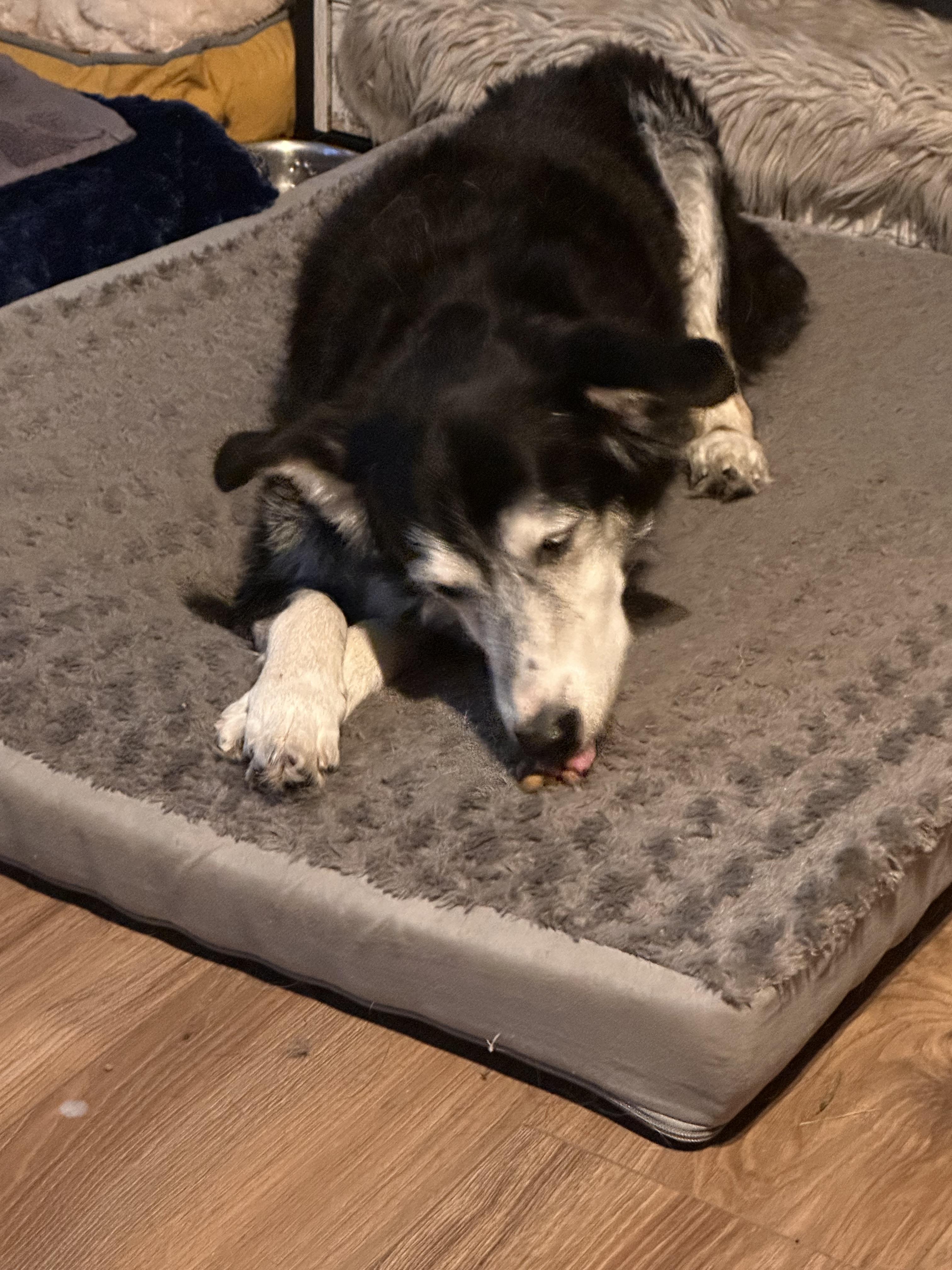 ‘BC’, an adoptable Border Collie in Williston, ND, 58801 | Photo Image 4
