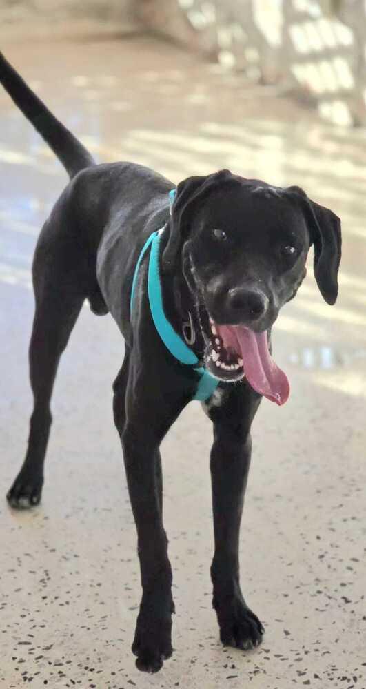 Coco, Adoptable, Adult Male Labrador Retriever.