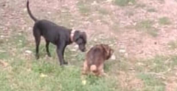Enlarge Coco, a Adoptable Labrador Retriever in Naranjito, PR image 2/5