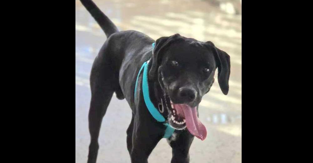 Enlarge Coco, a Adoptable Labrador Retriever in Naranjito, PR image 1/3