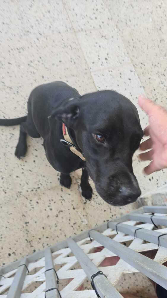 Enlarge Coco, a Adoptable Labrador Retriever in Naranjito, PR image 4/5
