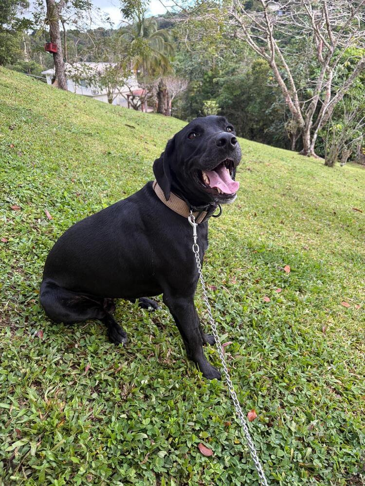 Enlarge Coco, a Adoptable Labrador Retriever in Naranjito, PR image 2/3