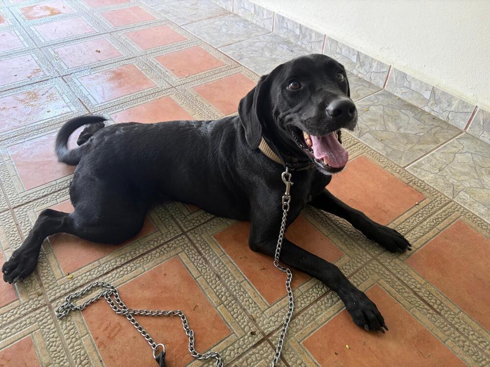 Enlarge Coco, a Adoptable Labrador Retriever in Naranjito, PR image 3/3