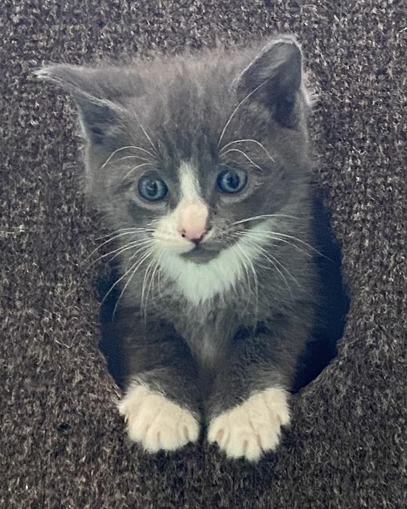Klaus, an adoptable Domestic Short Hair in Stanstead, QC image 4/4