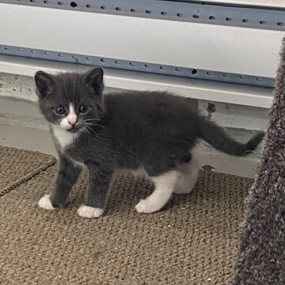Klaus, an adoptable Domestic Short Hair in Stanstead, QC image 2/4