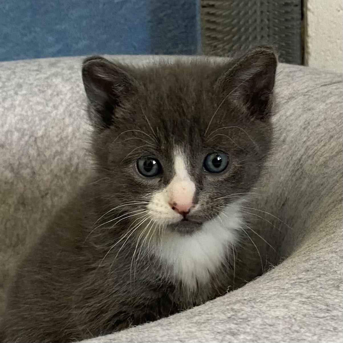Klaus, adoptable, Kitten Male Domestic Short Hair.