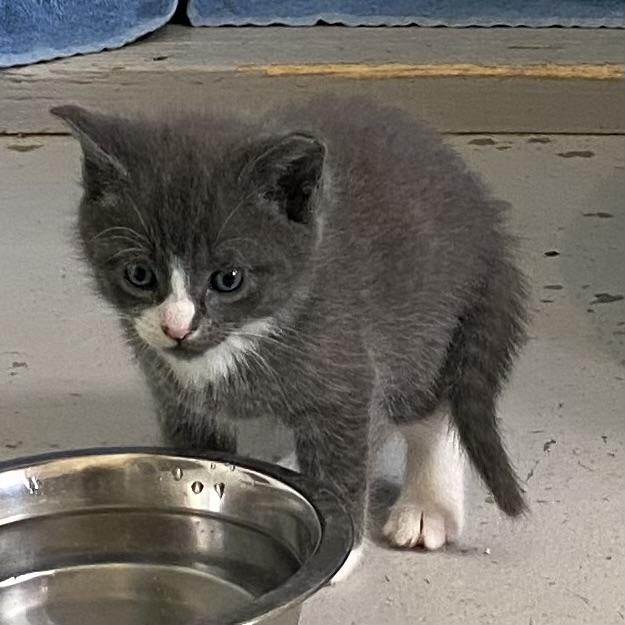 Klaus, an adoptable Domestic Short Hair in Stanstead, QC image 3/4