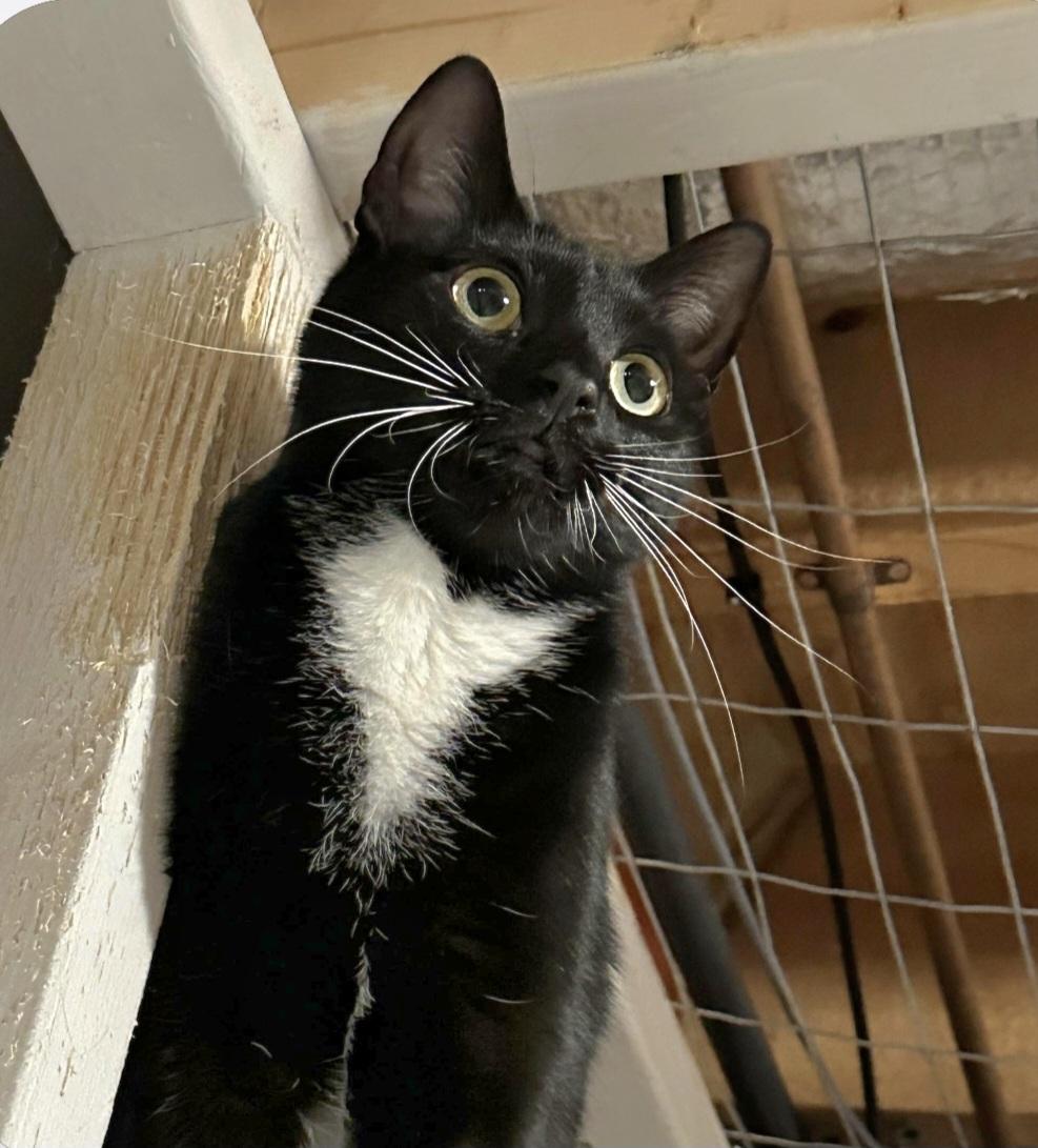 Sugar, adopted, Young Female Domestic Short Hair.