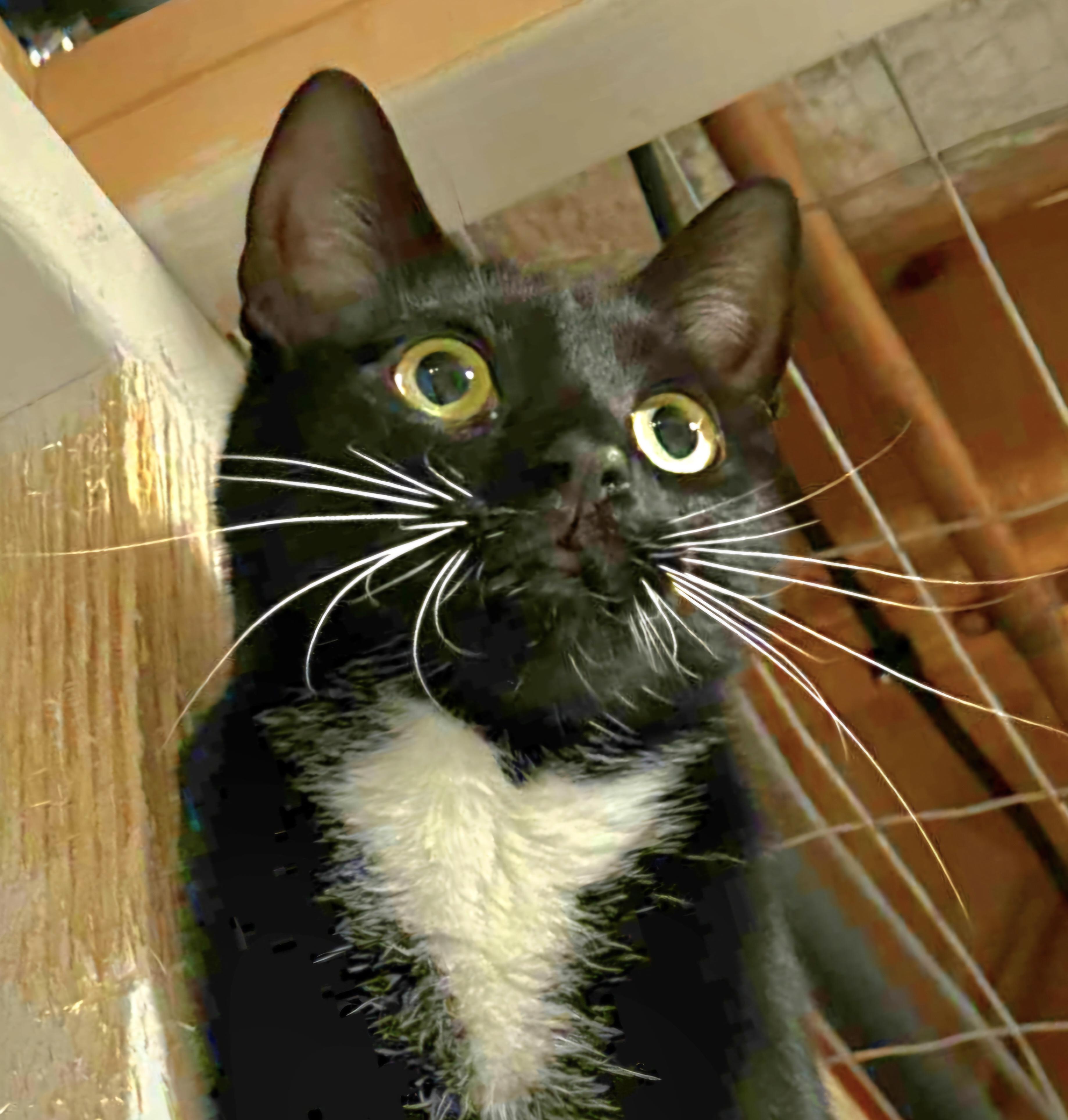 Sugar, Adoptable, Young Female Domestic Short Hair.