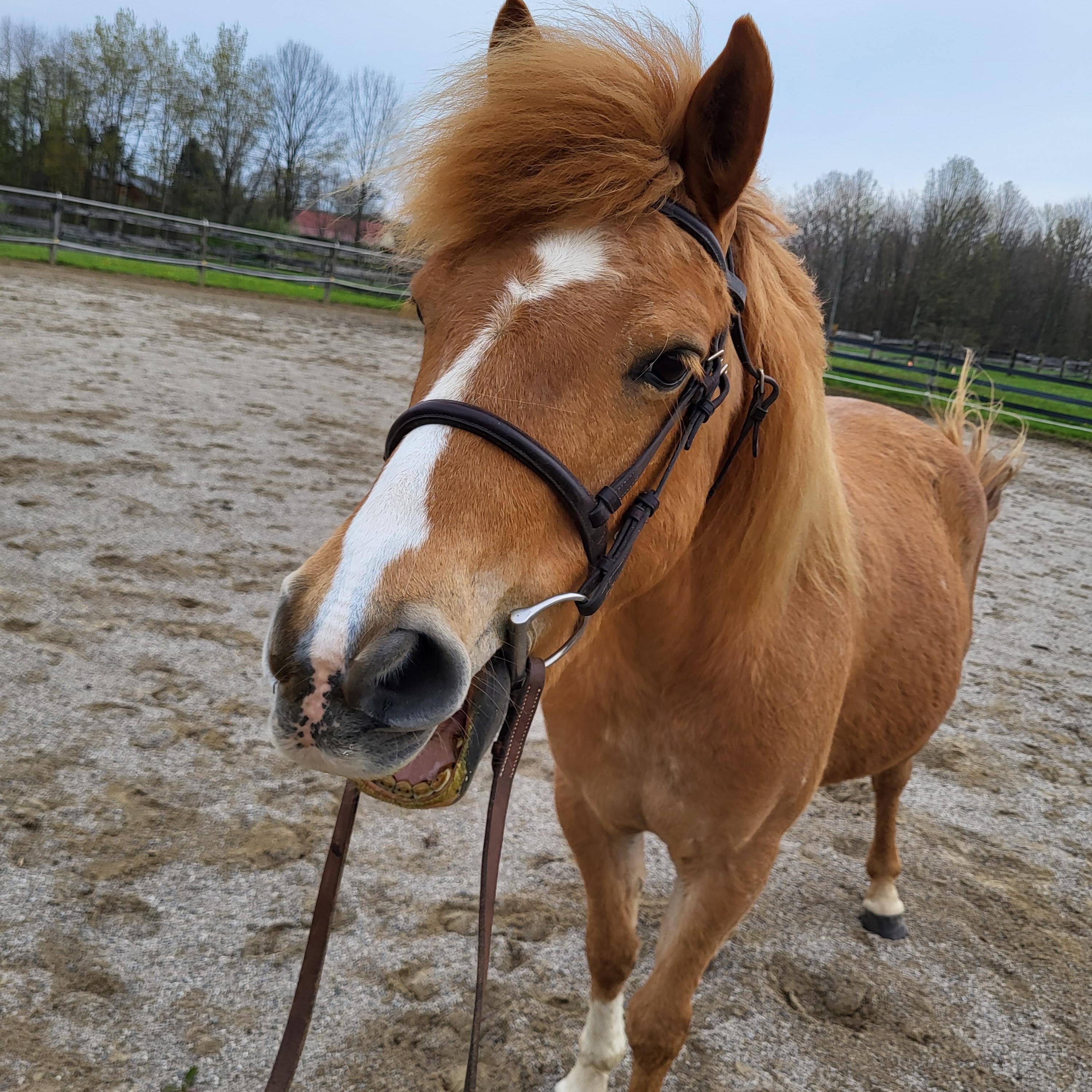 Hans, a Adoptable mixed breed in Wadsworth, OH image 3/4