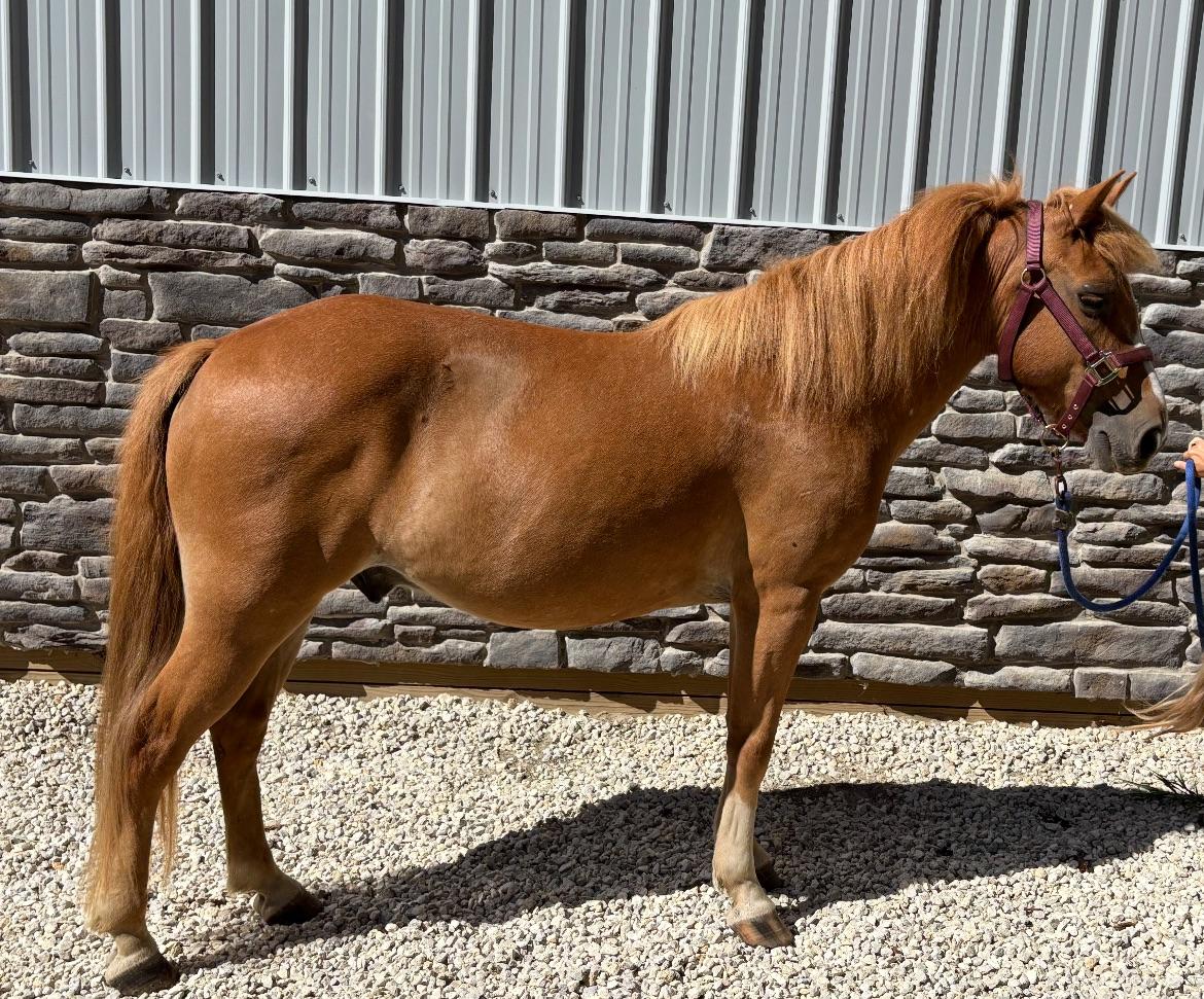 Hans, Adoptable, Adult Male Haflinger.