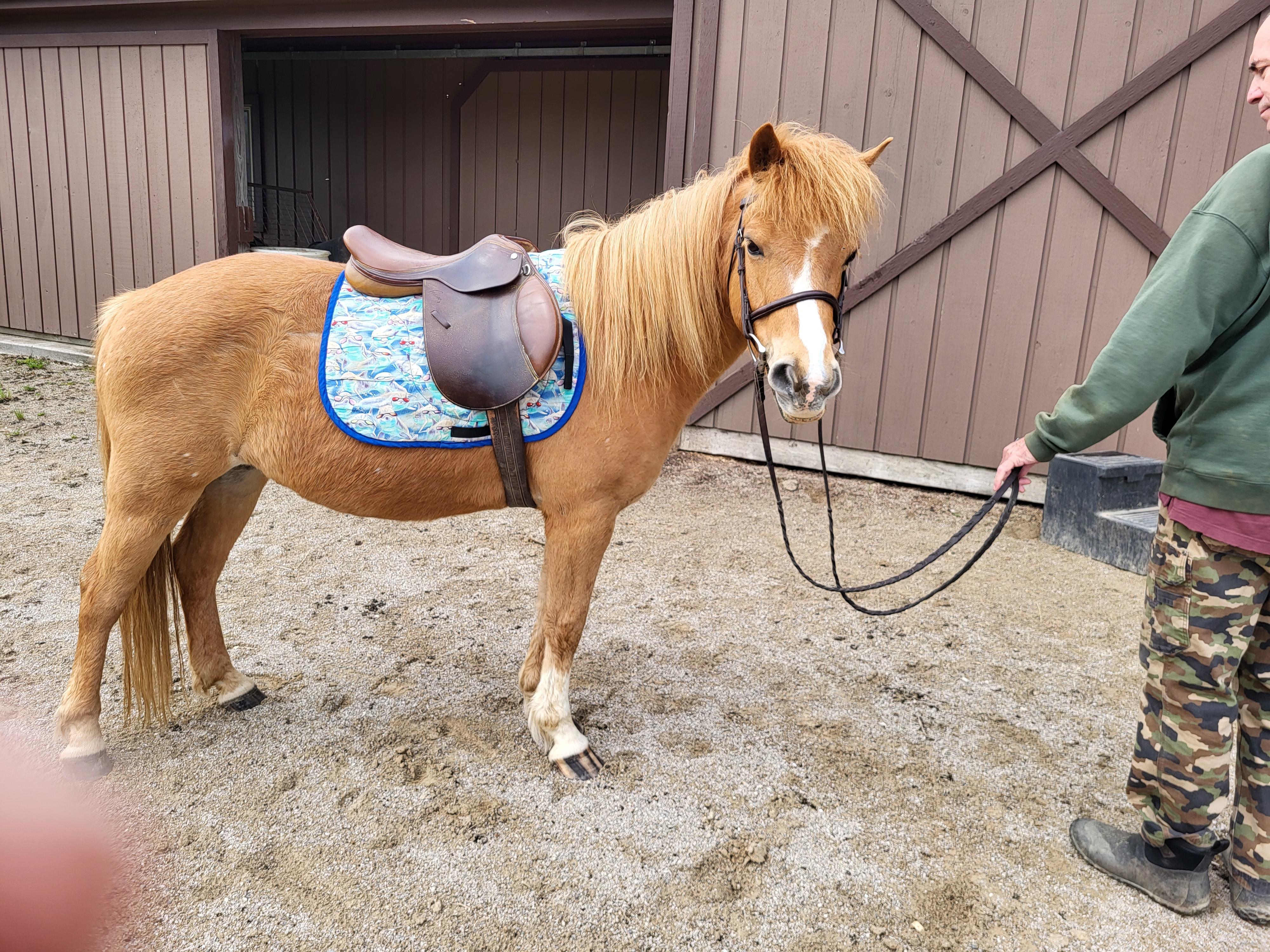 Hans, a Adoptable mixed breed in Wadsworth, OH image 2/4