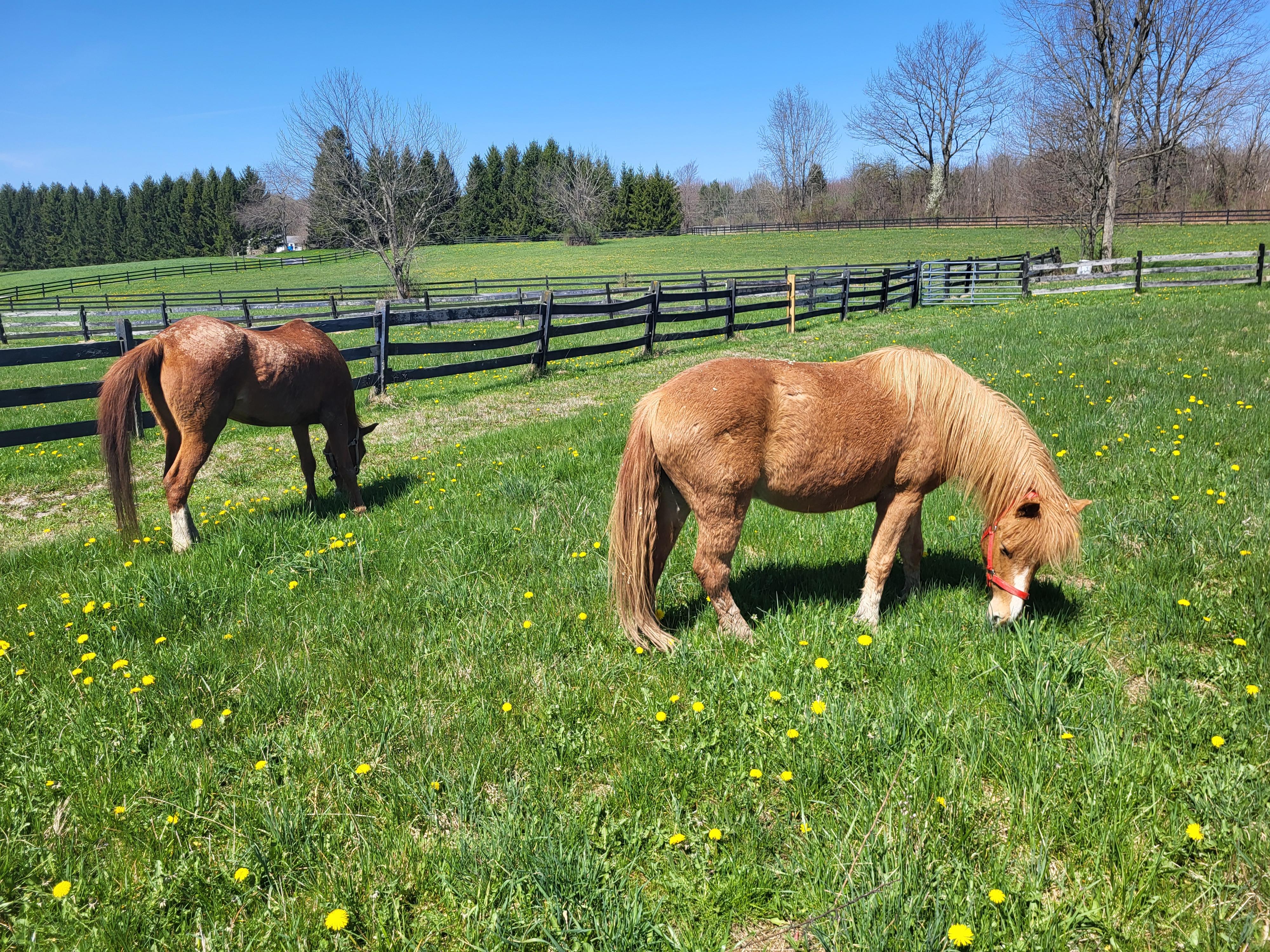 Hans, a Adoptable mixed breed in Wadsworth, OH image 4/4
