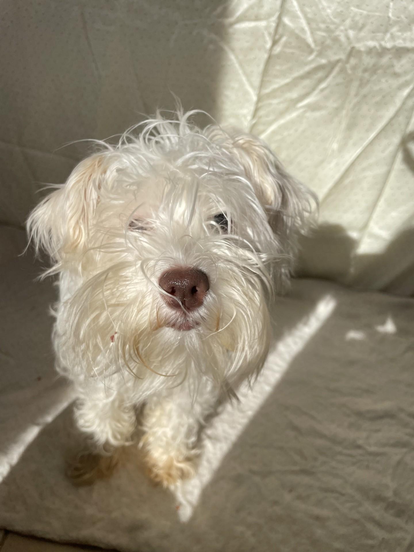 Henry, an adopted mixed breed in Upper Sandusky, OH image 1/4