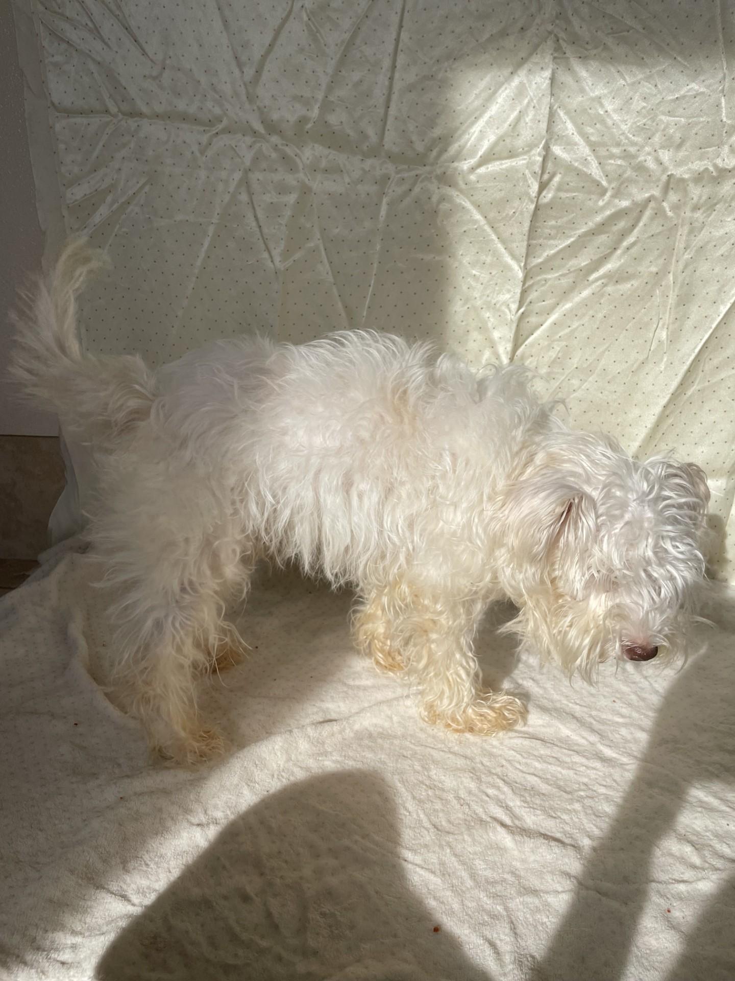 Henry, an adopted mixed breed in Upper Sandusky, OH image 3/4