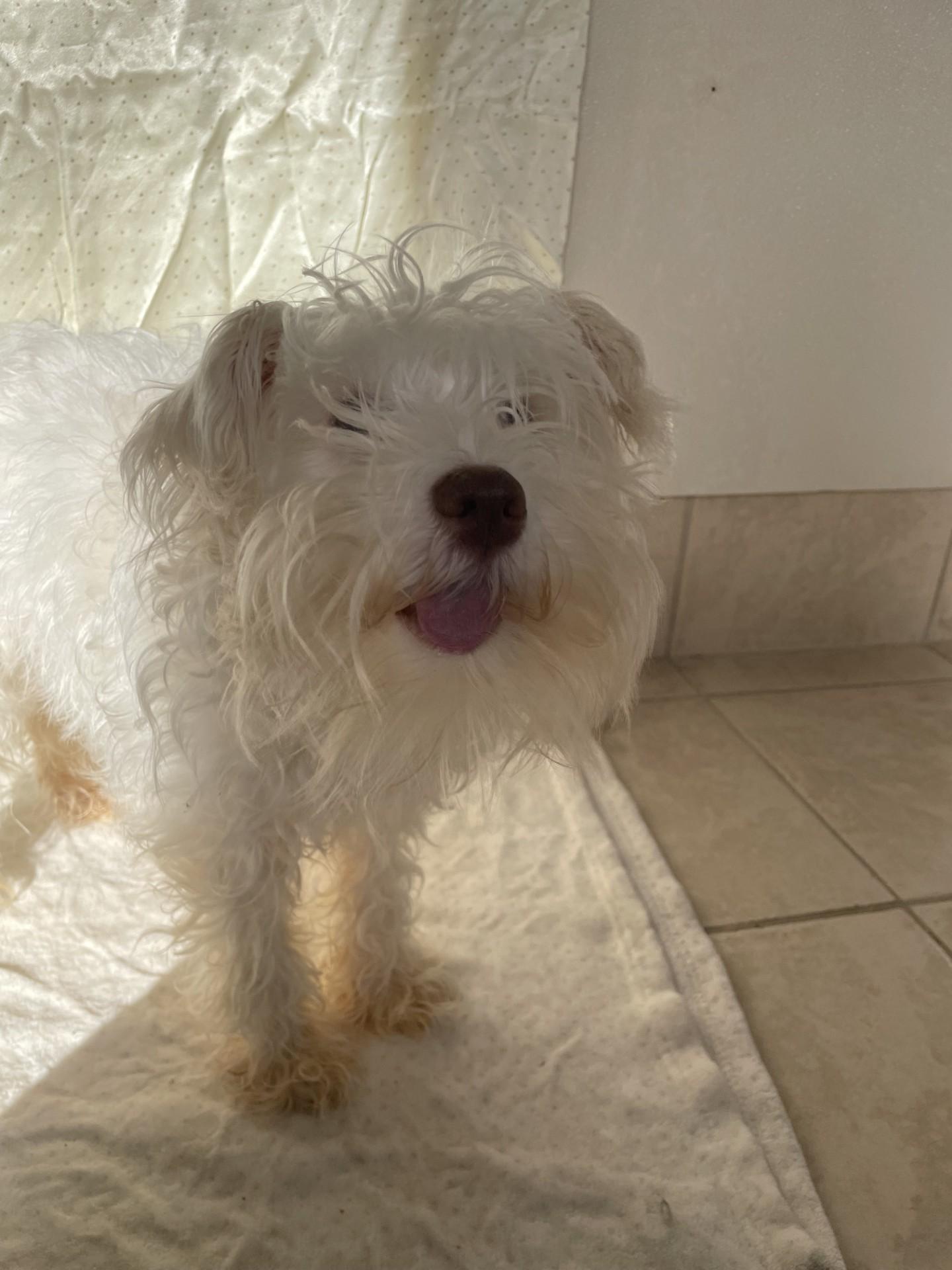 Henry, an adopted mixed breed in Upper Sandusky, OH image 4/4