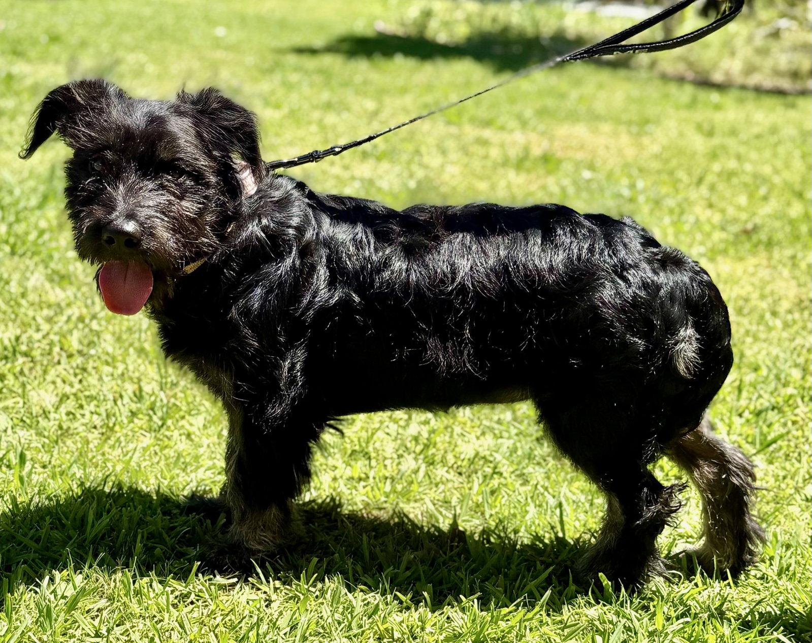 Scrunchie, a Adopted Schnauzer in Palo Alto, CA image 1/3