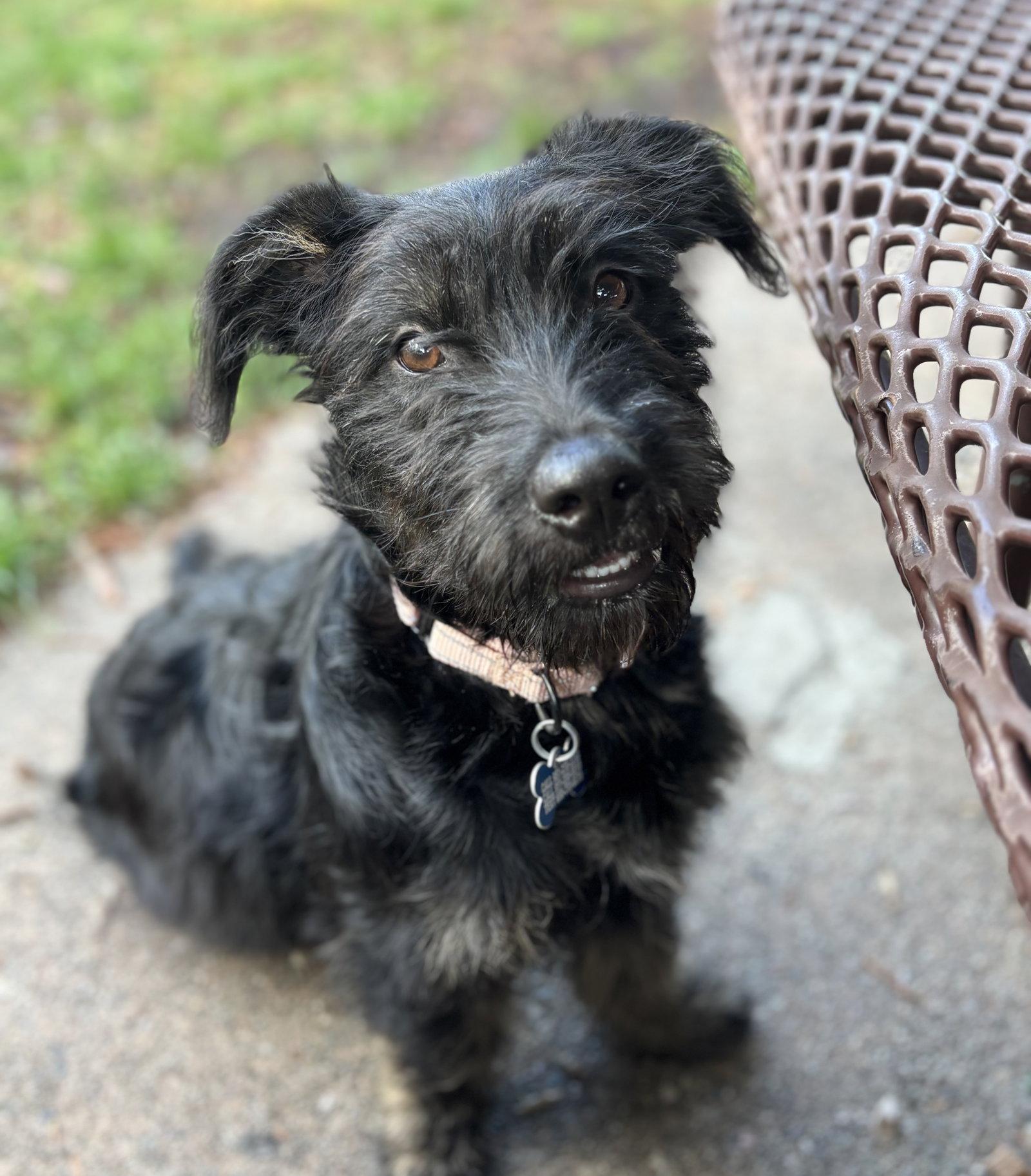 Scrunchie, a Adopted Schnauzer in Palo Alto, CA image 2/3