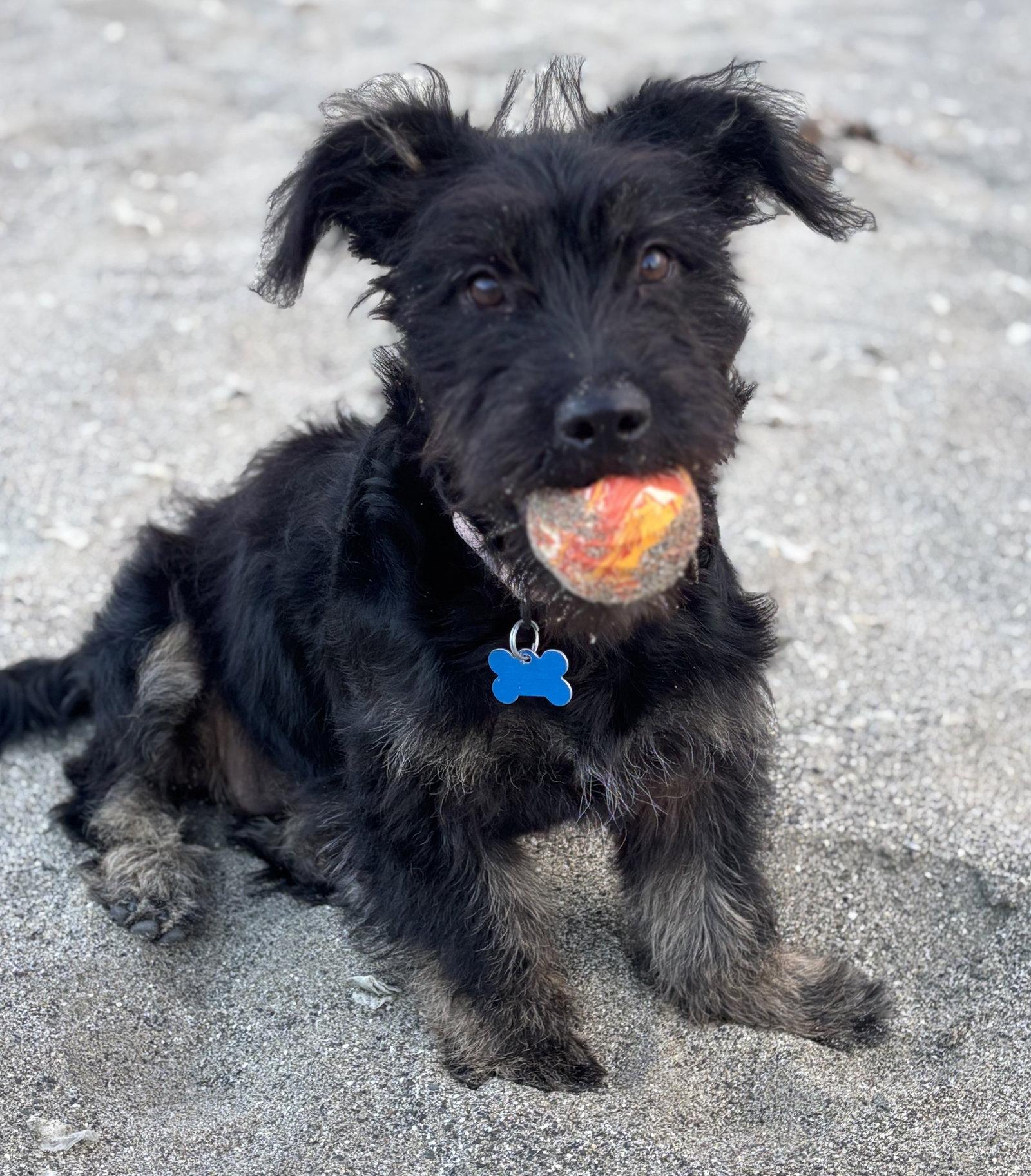 Scrunchie, a Adopted Schnauzer in Palo Alto, CA image 3/3