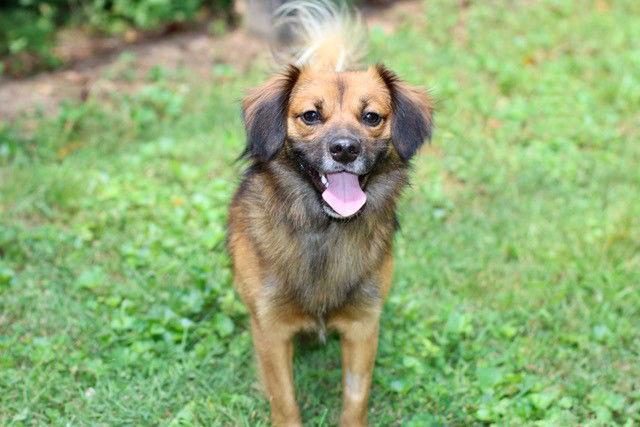 SONNY BOY, Adoptable, Adult Male Pomeranian & Chihuahua.