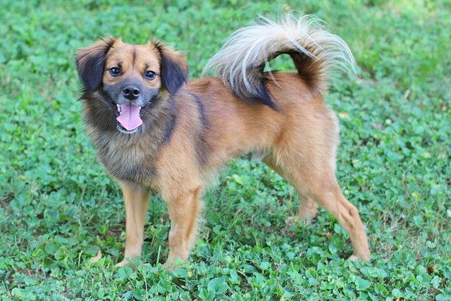 Enlarge SONNY BOY, a Adoptable mixed breed in Franklin, TN image 2/3