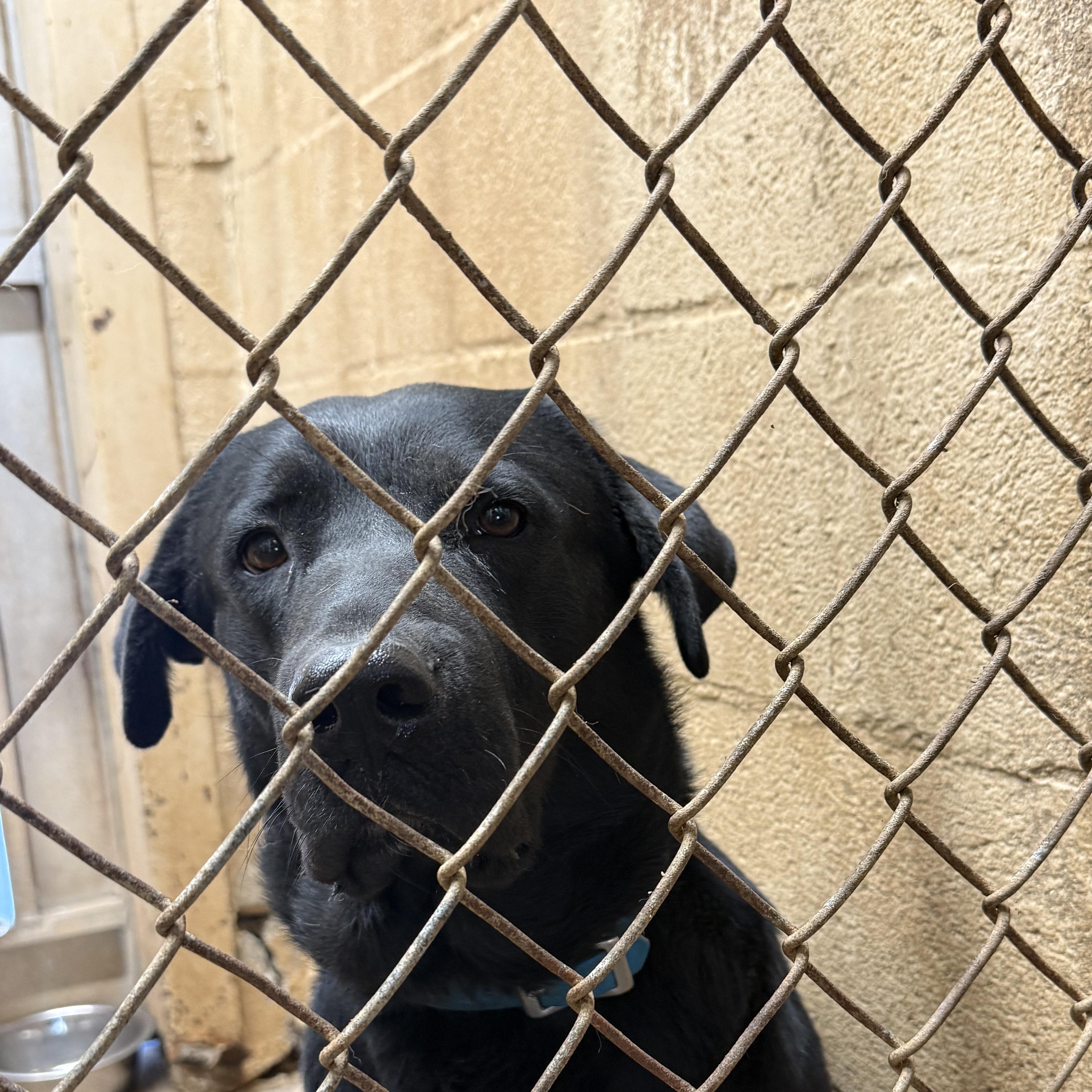 Enlarge Ryuke, a ADOPTABLE Black Labrador Retriever in Blue Springs, MO image 1/1