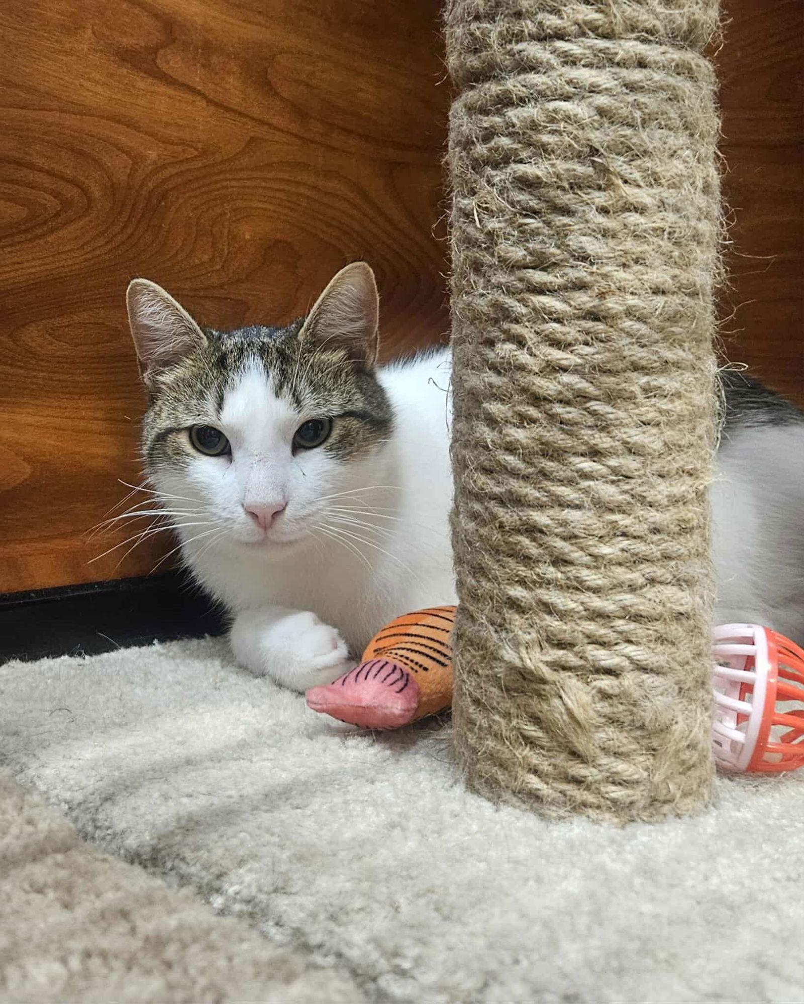 Cade AND Chance, a Adoptable Domestic Short Hair in Gonic, NH image 1/3