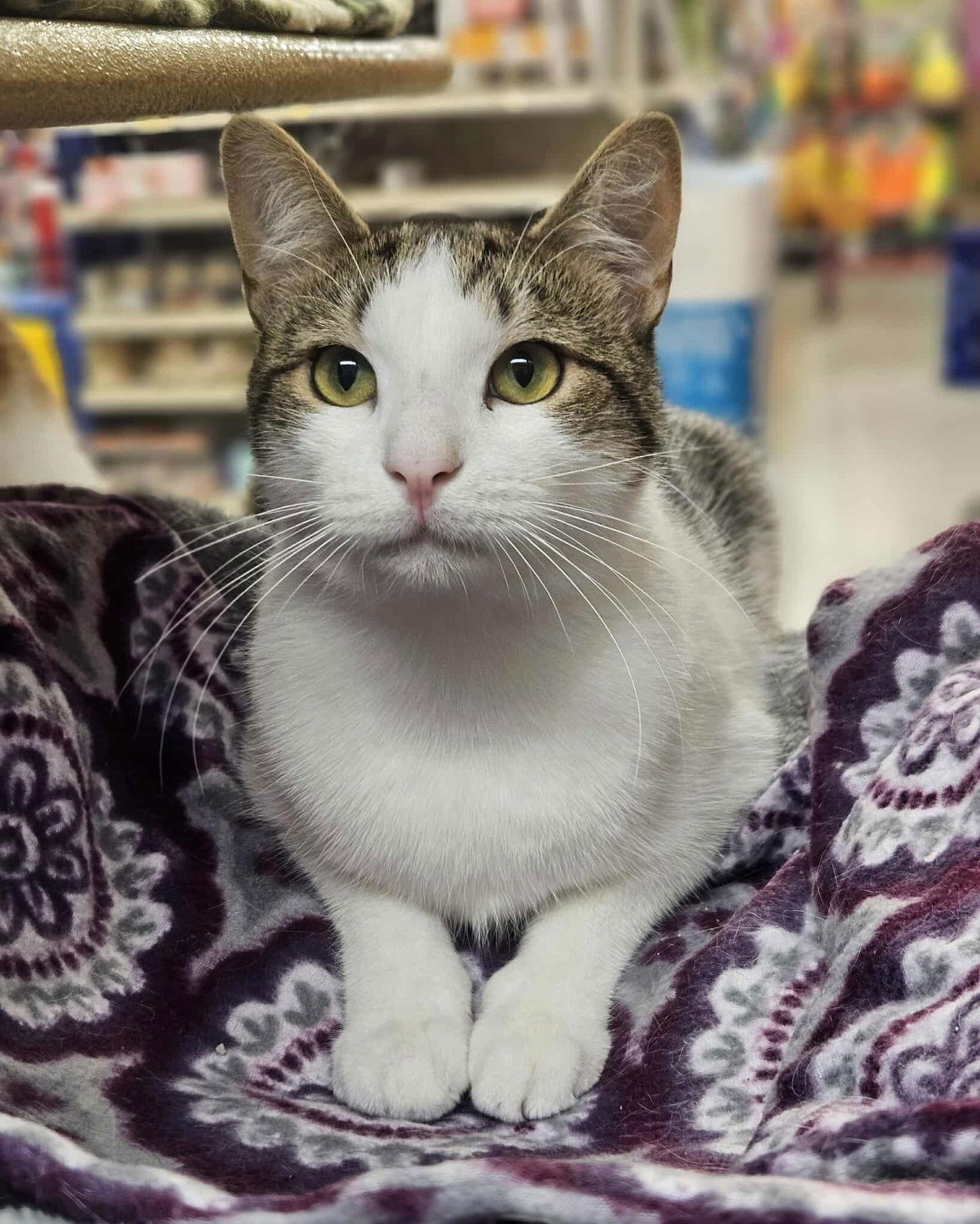 Cade AND Chance, a Adoptable Domestic Short Hair in Gonic, NH image 2/3