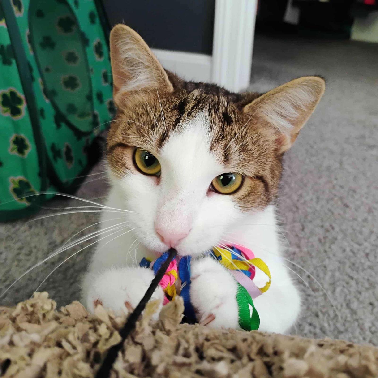 Cade AND Chance, Adoptable, Adult Male Domestic Short Hair.