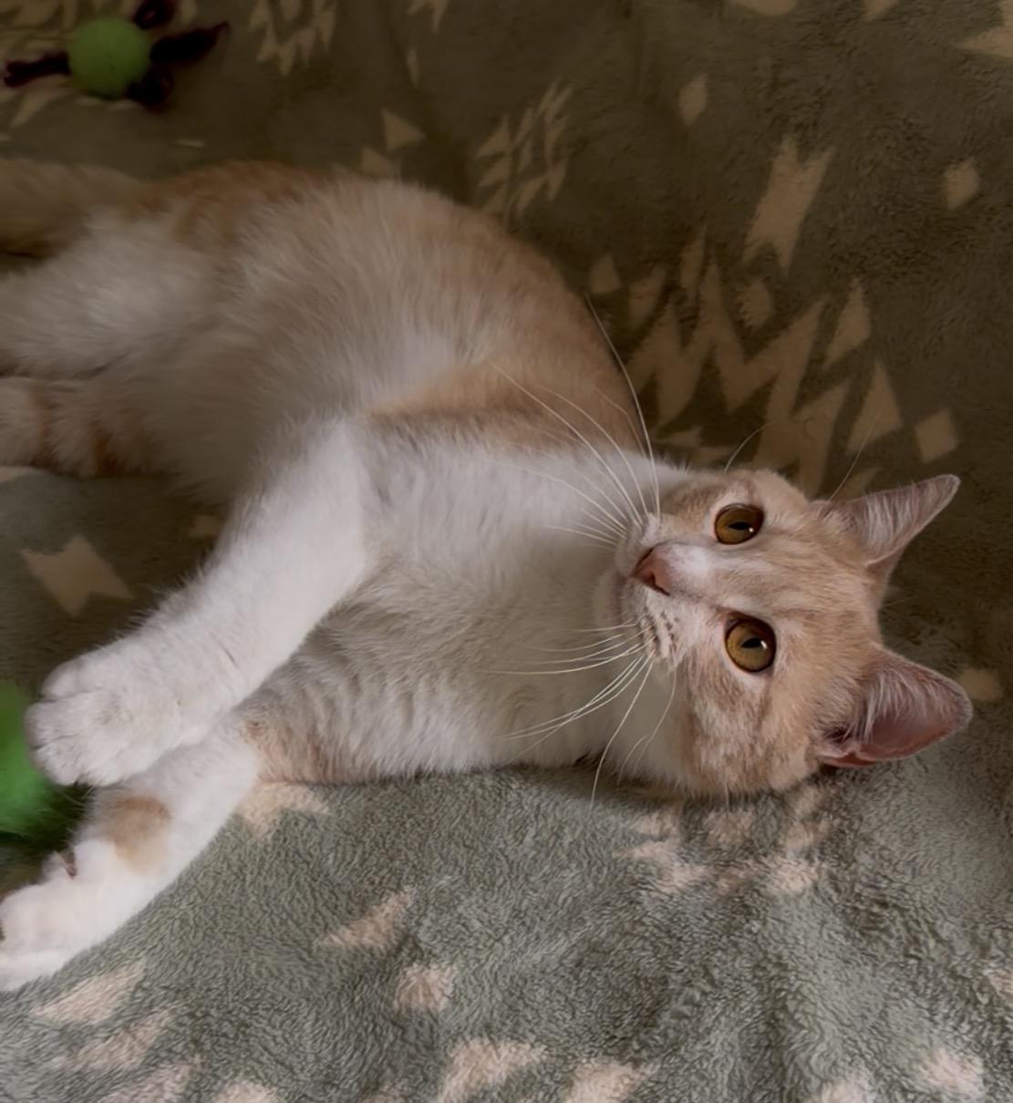 Enlarge Garfield, a ADOPTABLE American Shorthair in San Rafael, CA image 6/6