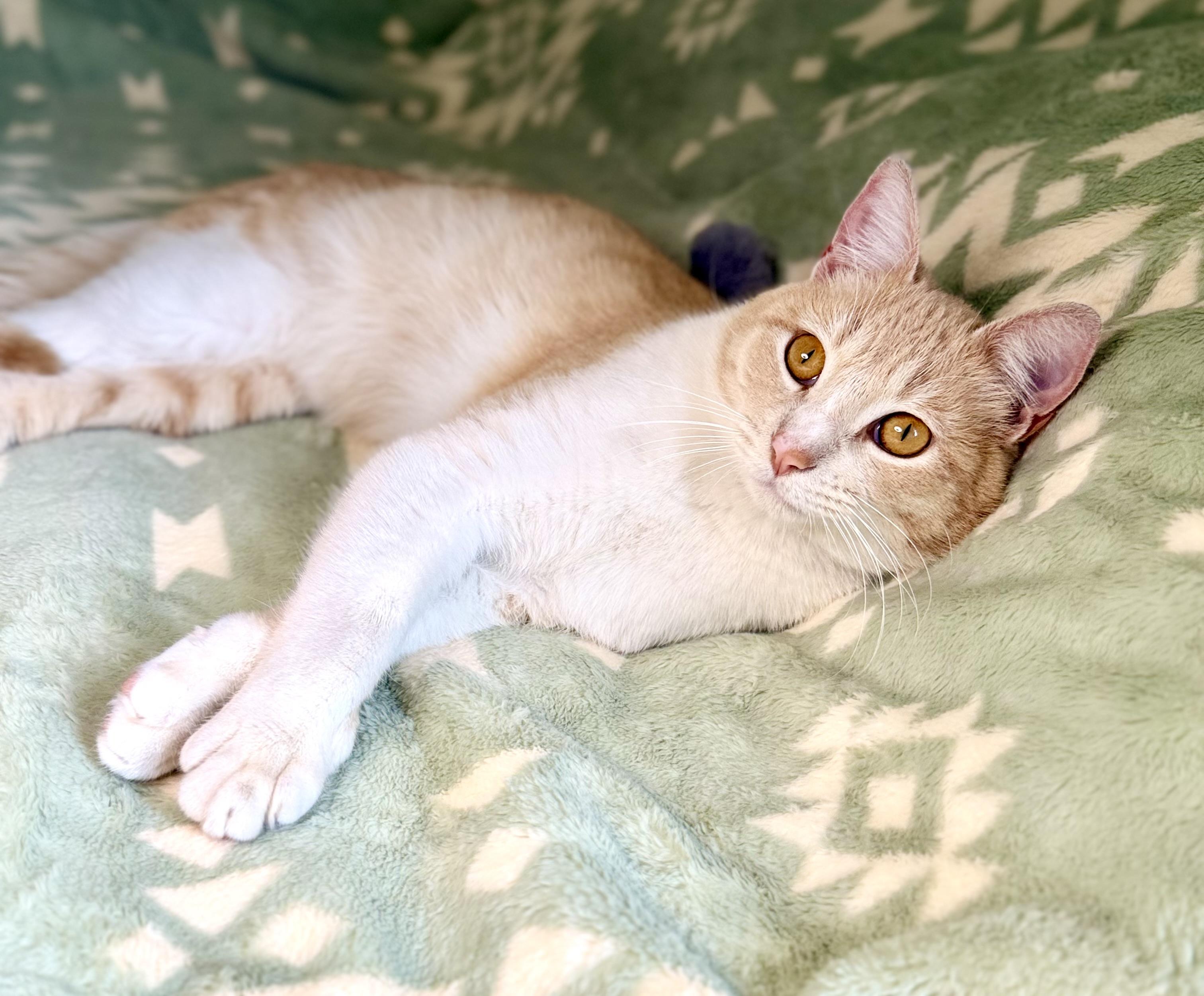 Enlarge Garfield, a ADOPTABLE American Shorthair in San Rafael, CA image 2/6
