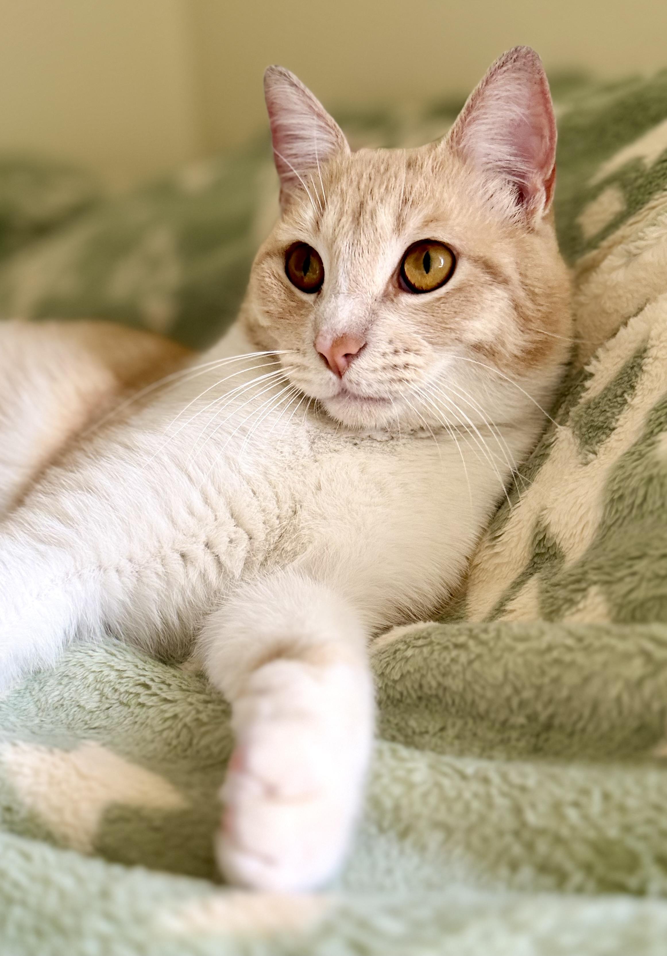 Garfield, ADOPTABLE, Young Male American Shorthair.