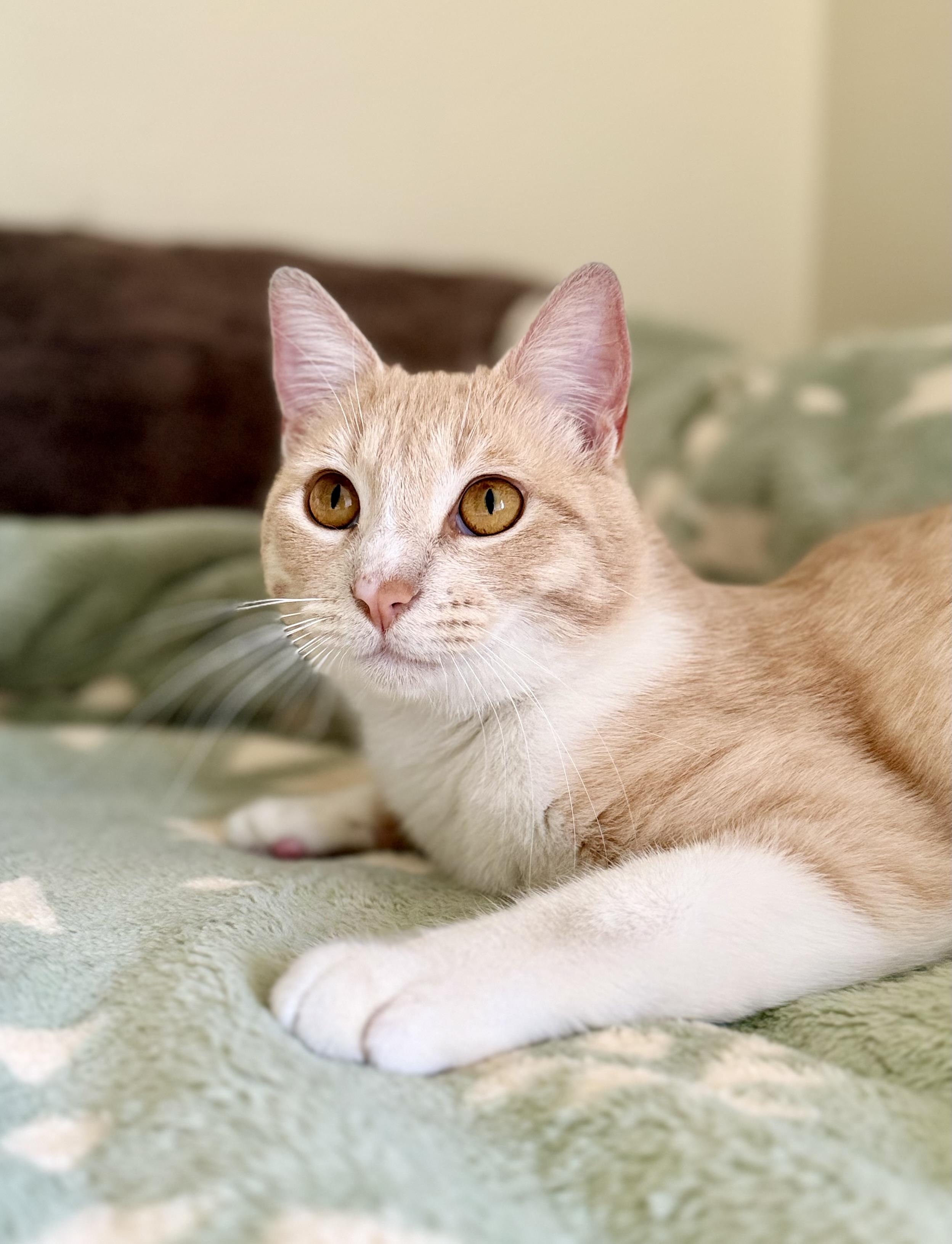 Enlarge Garfield, a ADOPTABLE American Shorthair in San Rafael, CA image 4/6