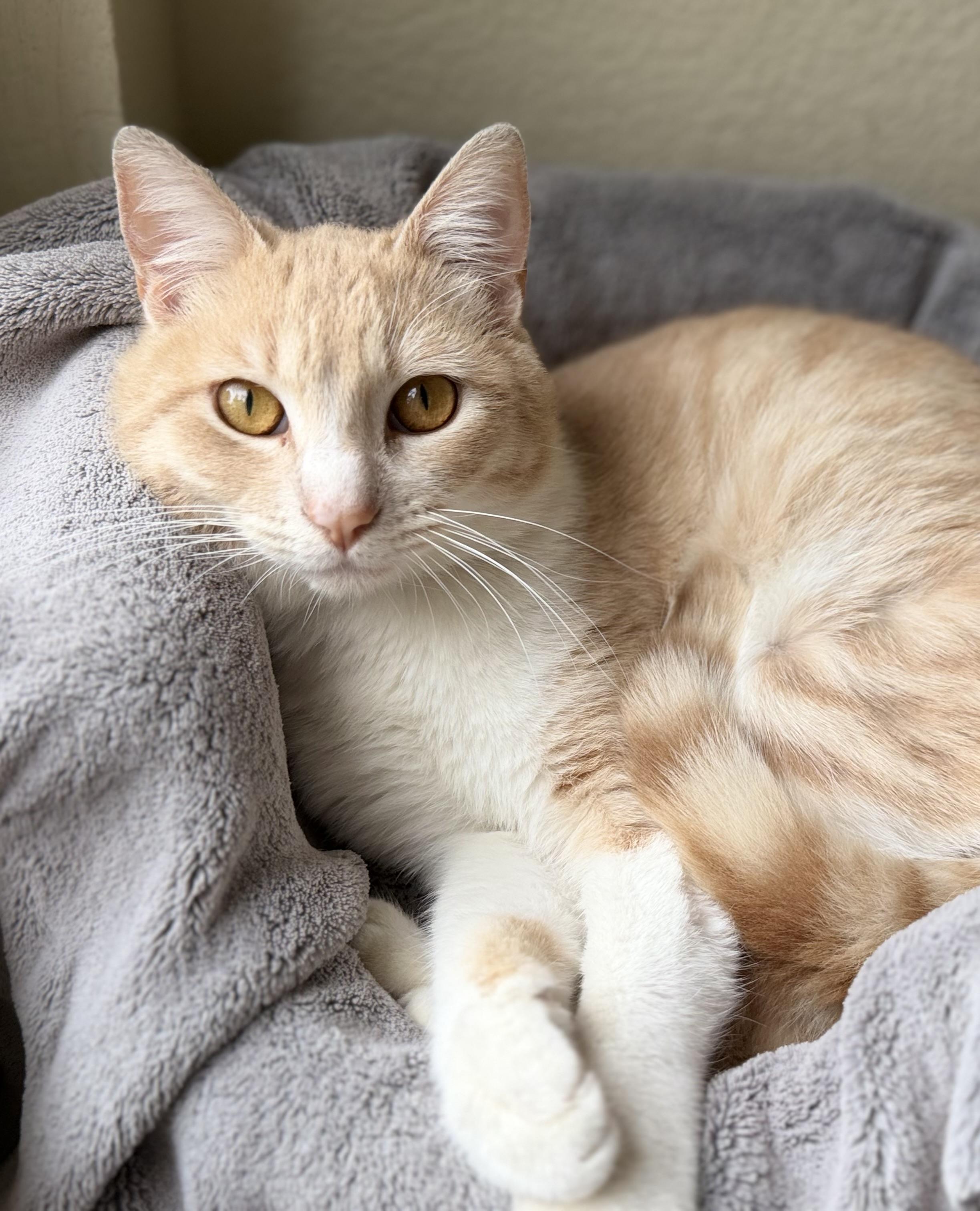 Enlarge Garfield, a ADOPTABLE American Shorthair in San Rafael, CA image 5/6