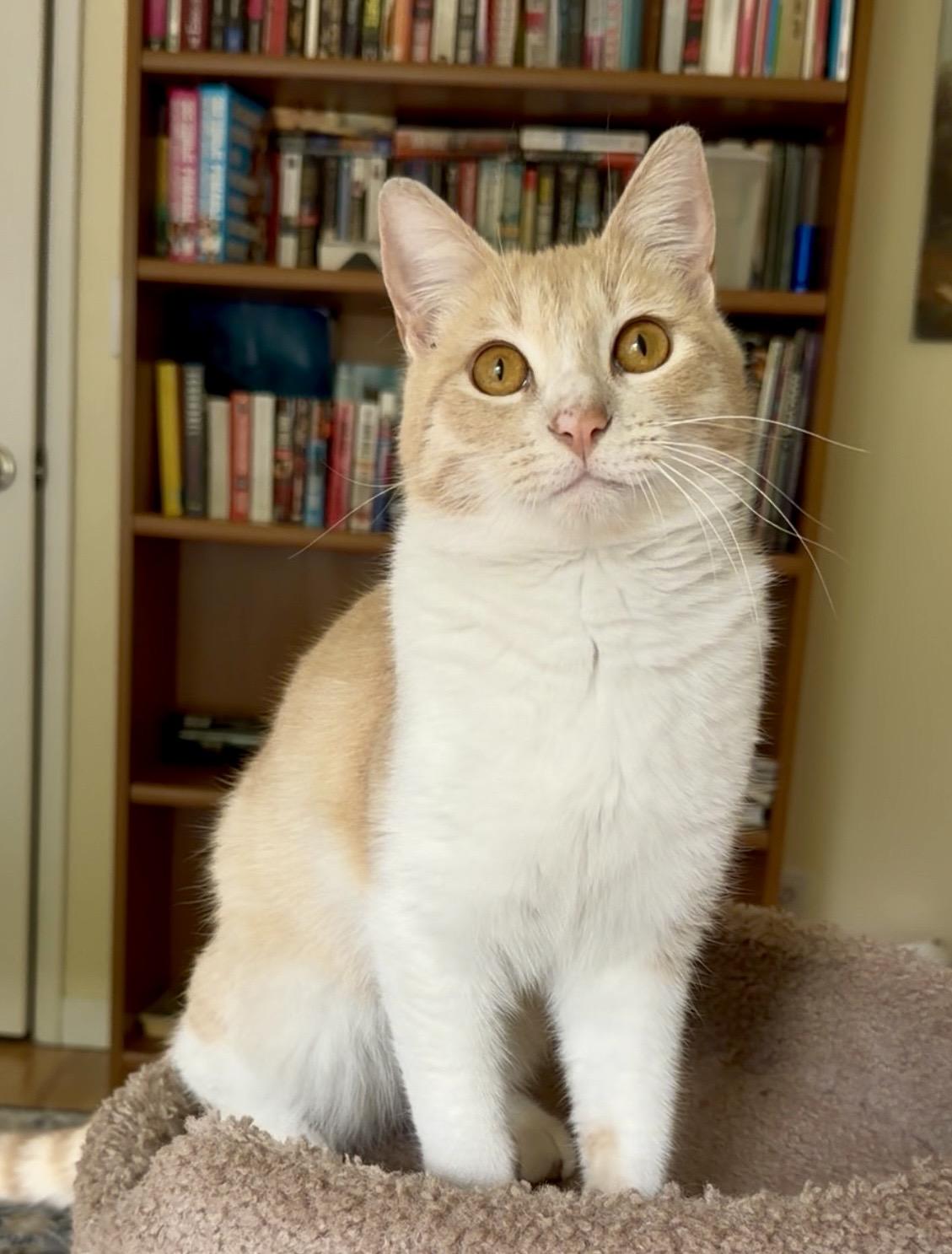 Enlarge Garfield, a ADOPTABLE American Shorthair in San Rafael, CA image 3/6